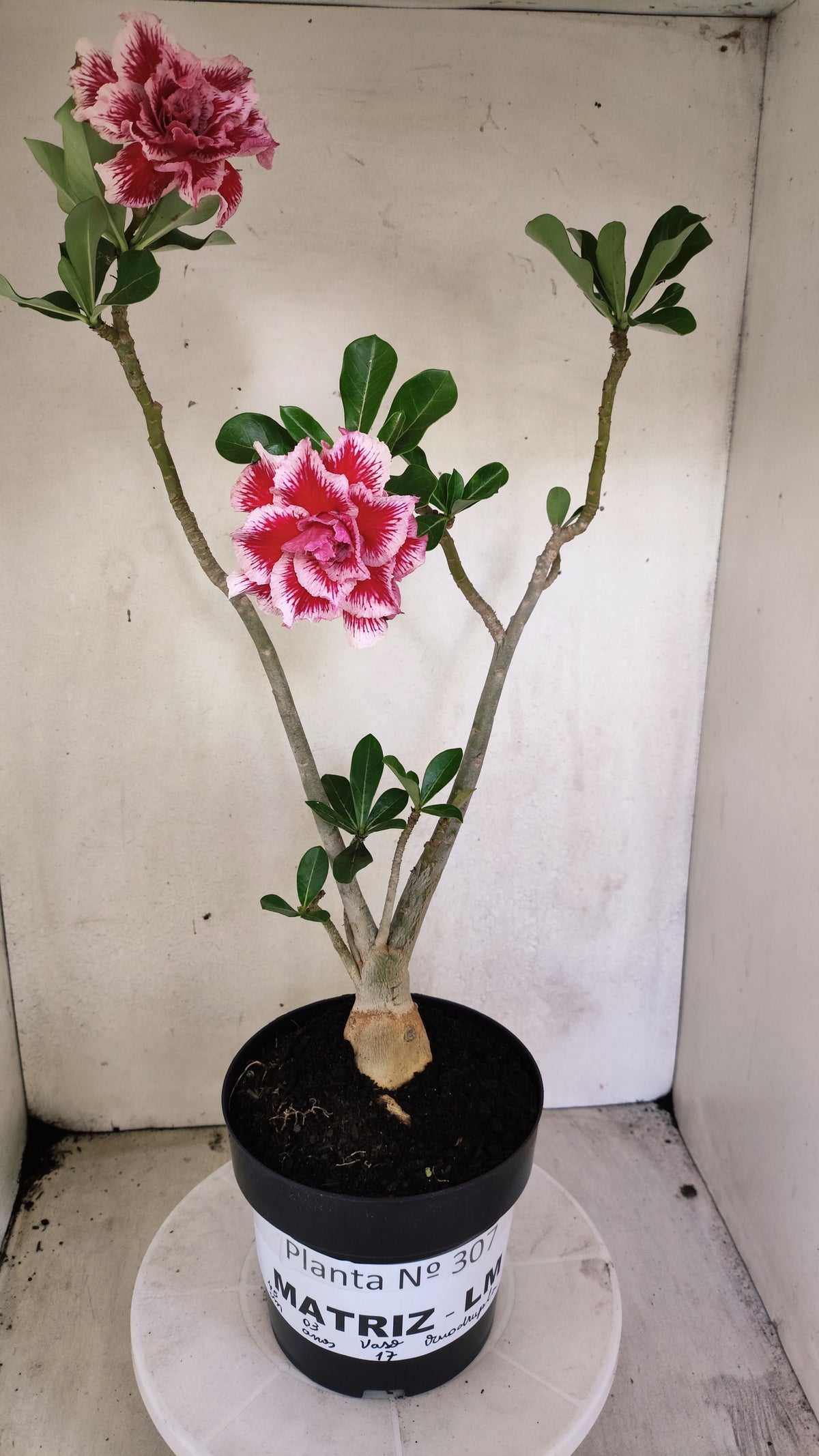 Matriz Planta Dobrada 307 –  45cm – 03 anos - Vaso 17