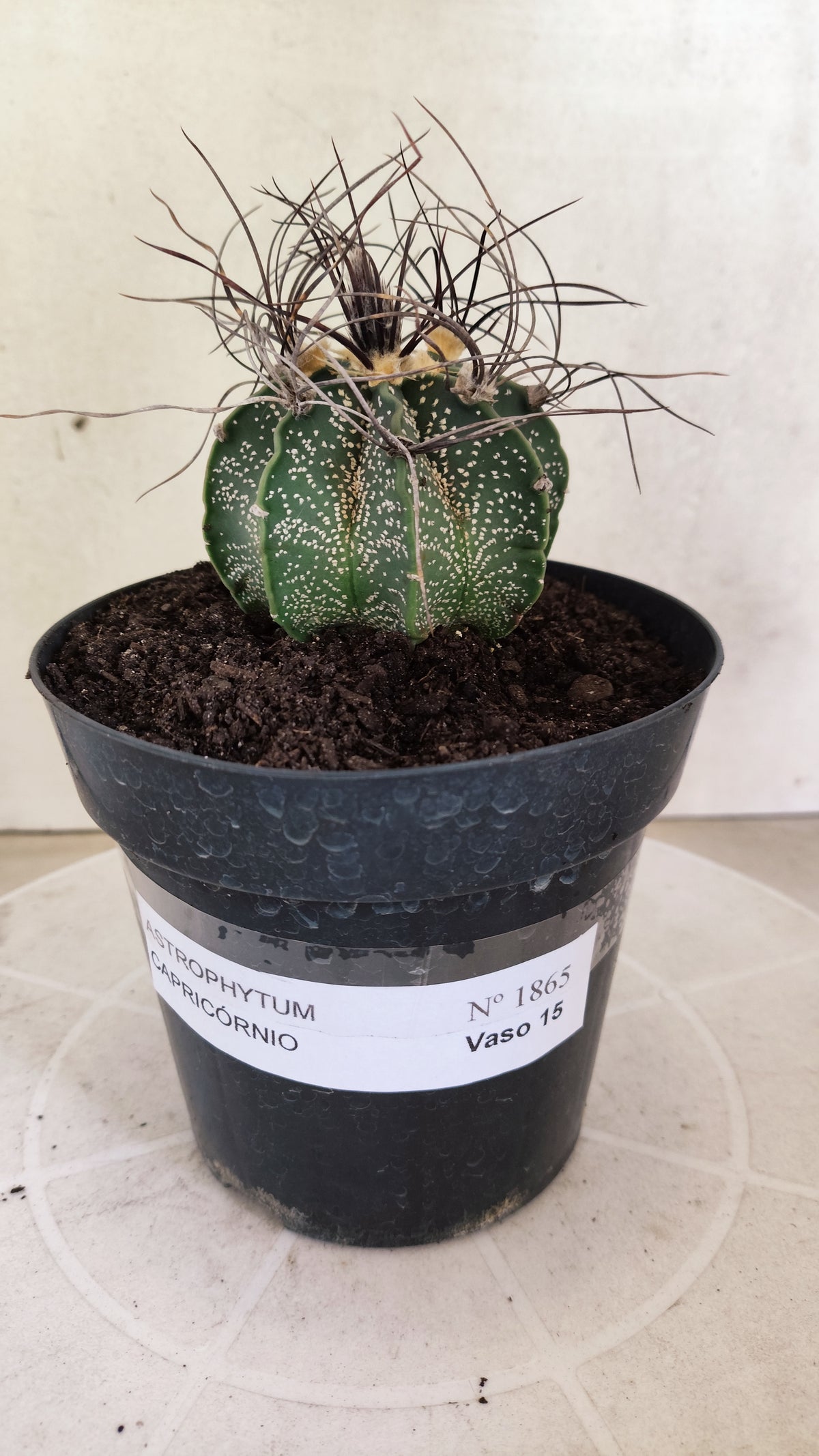 ASTROPHYTUM CAPRICÓRNIO  Nº 1865 – vaso 15