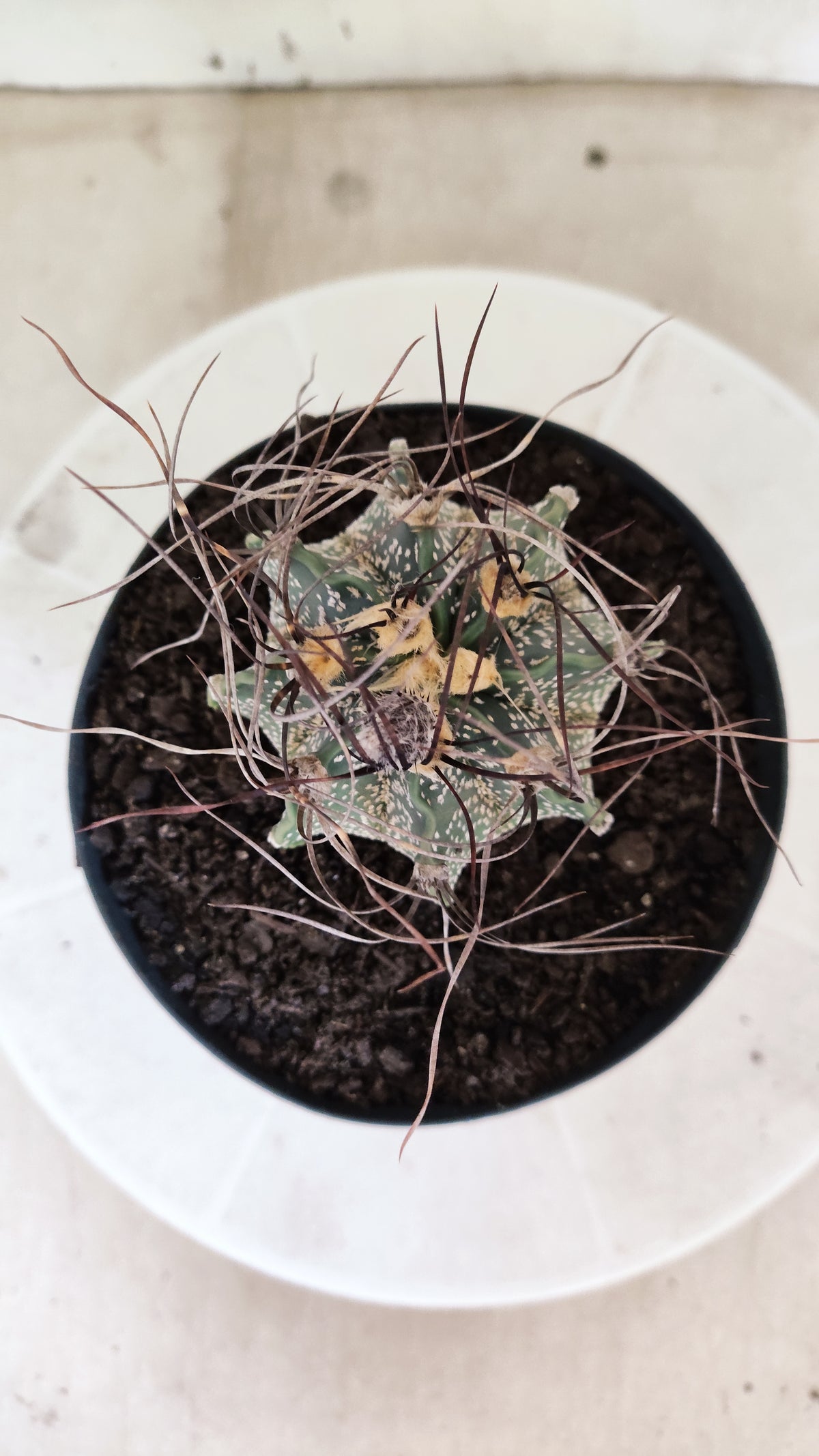 ASTROPHYTUM CAPRICÓRNIO  Nº 1865 – vaso 15