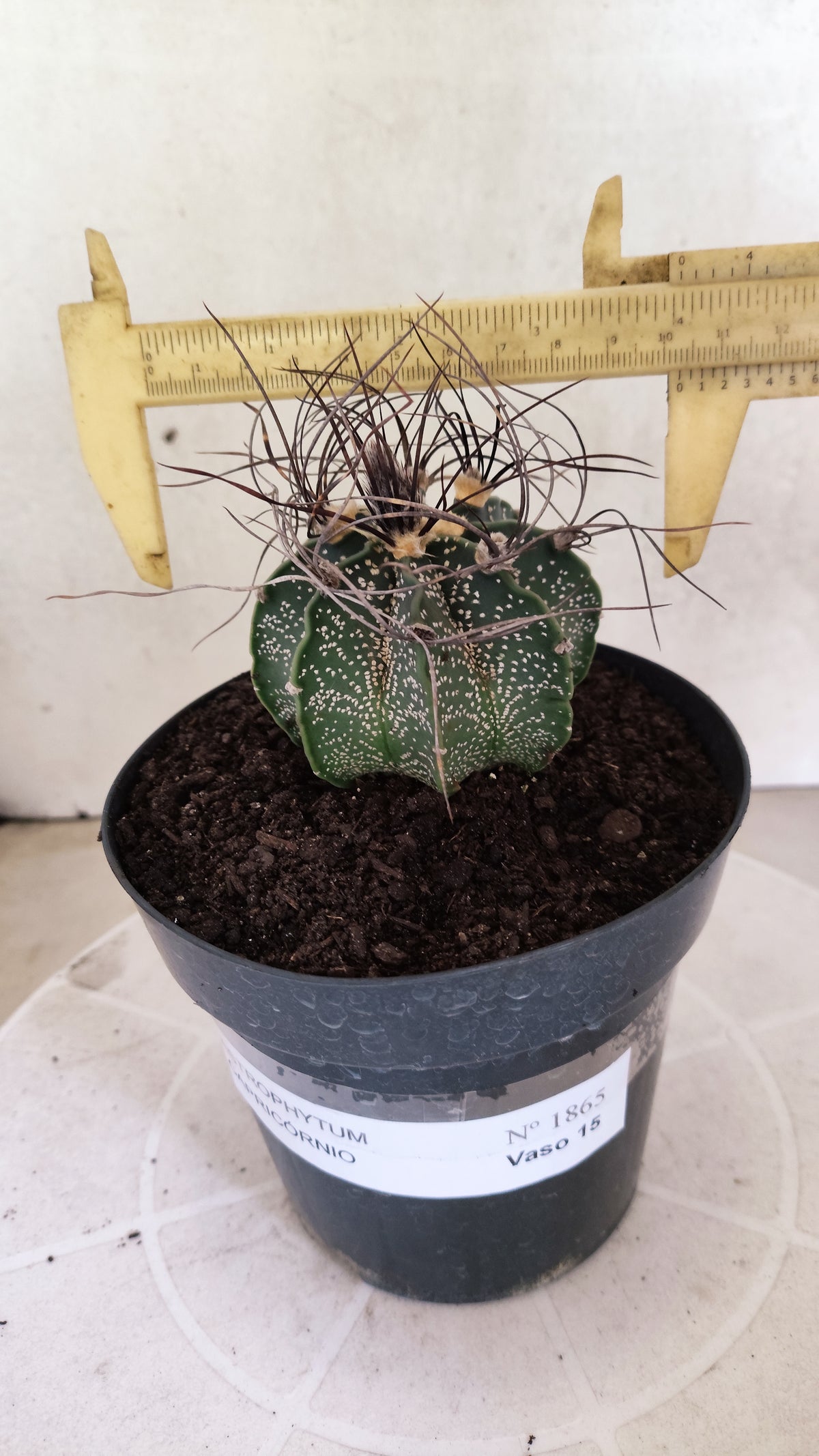 ASTROPHYTUM CAPRICÓRNIO  Nº 1865 – vaso 15