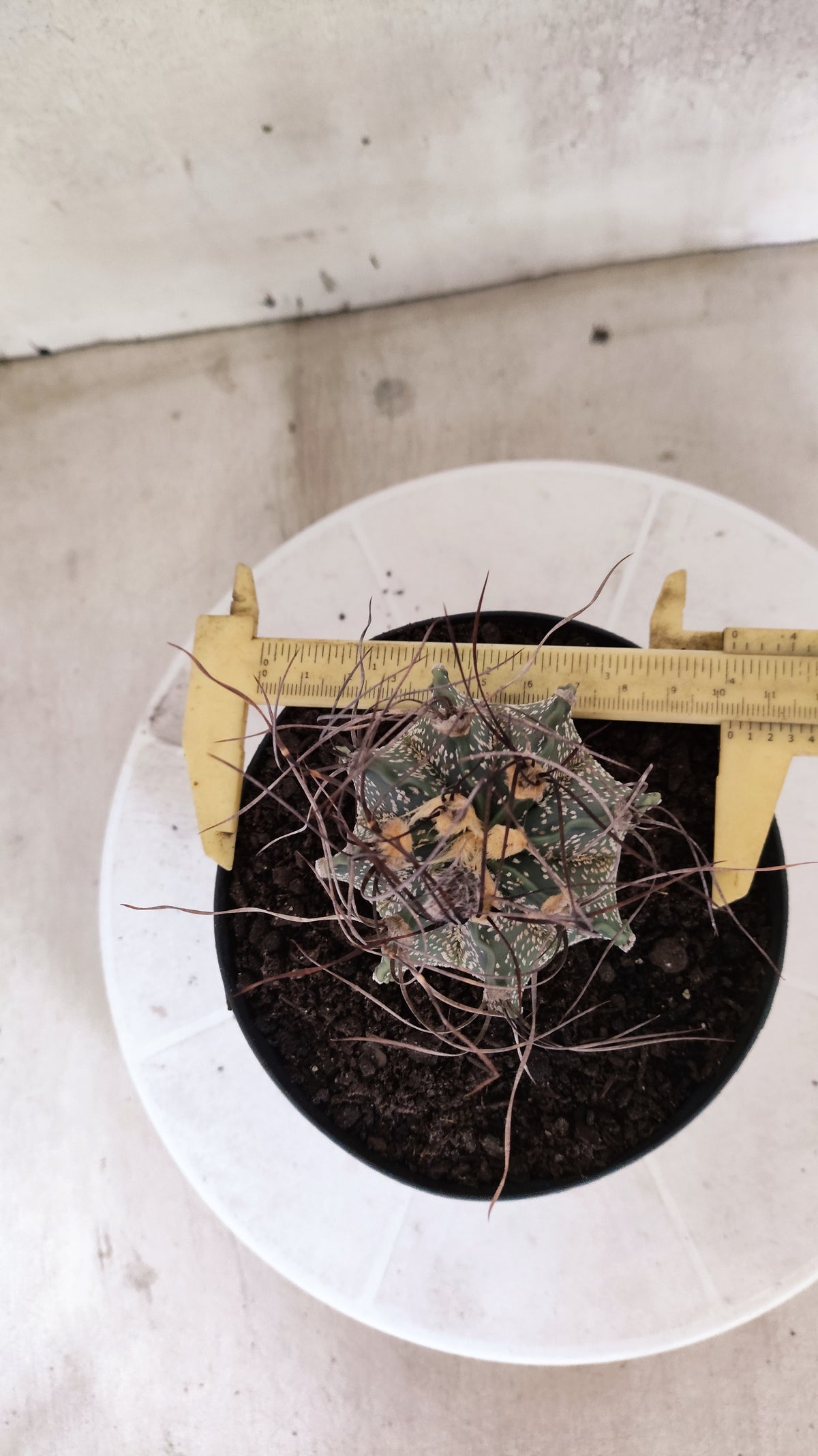 ASTROPHYTUM CAPRICÓRNIO  Nº 1865 – vaso 15