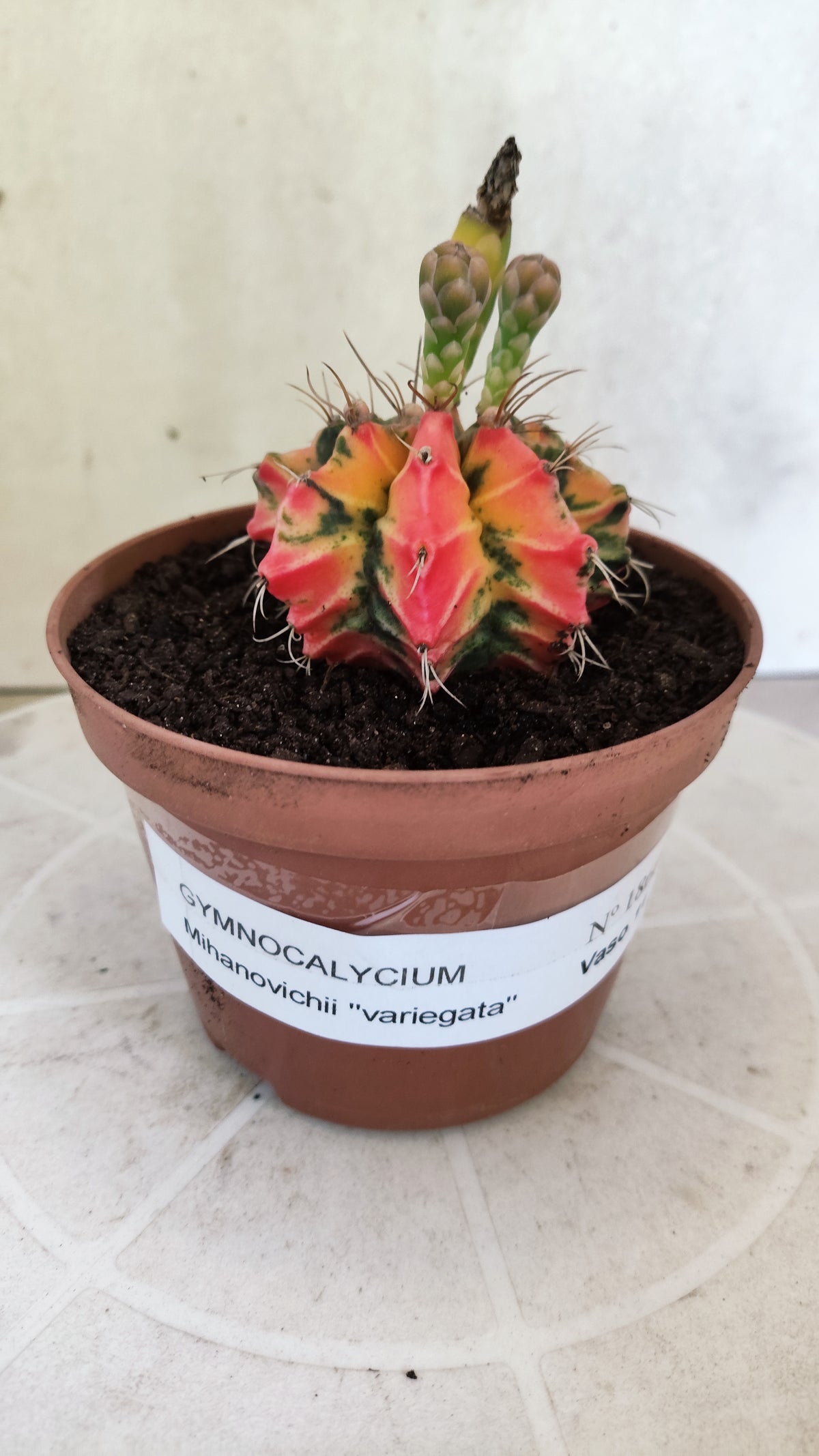 GYMNOCALYCIUM Mihanovichii Variegata Nº 1860 – vaso 11