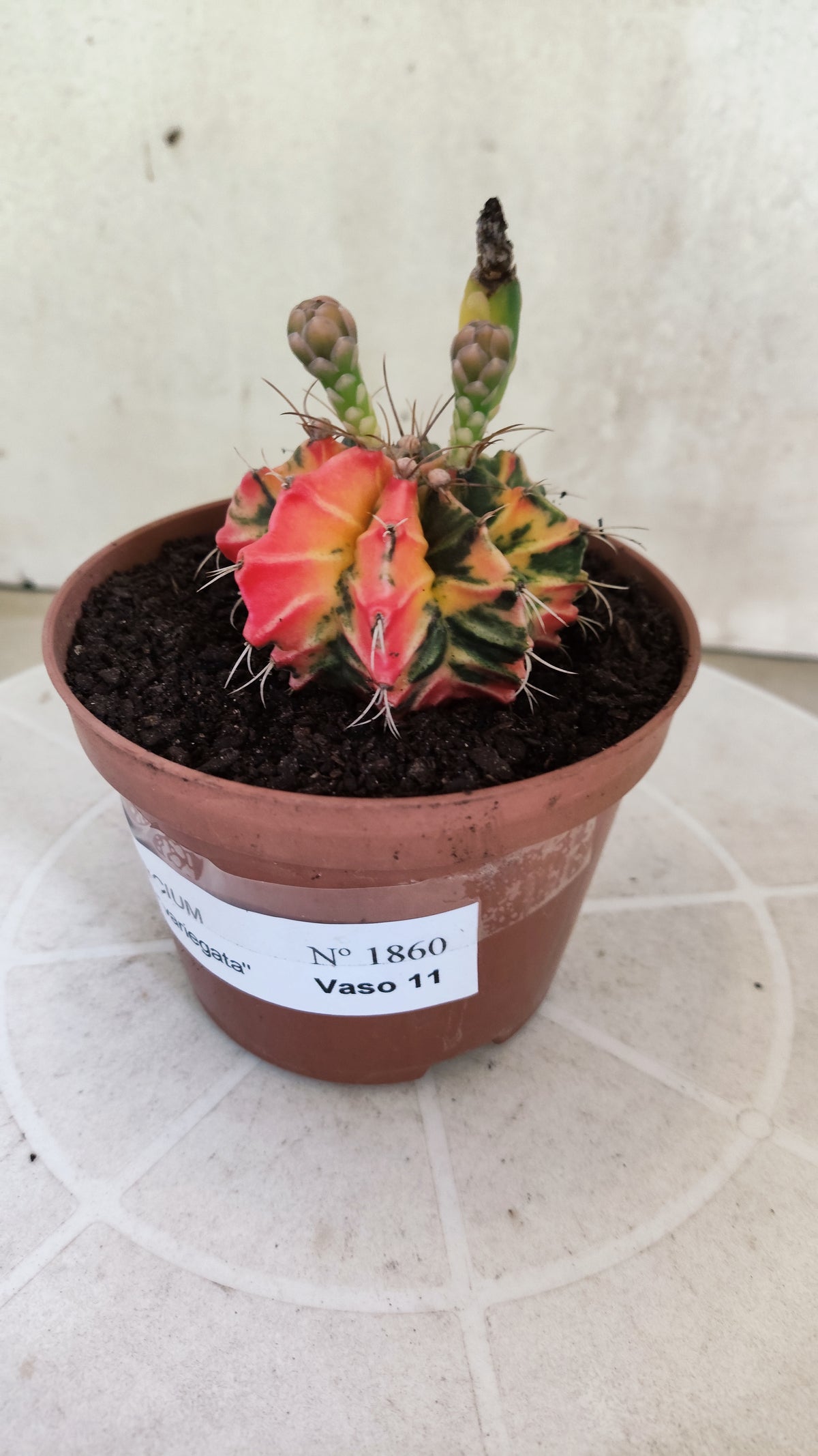 GYMNOCALYCIUM Mihanovichii Variegata Nº 1860 – vaso 11