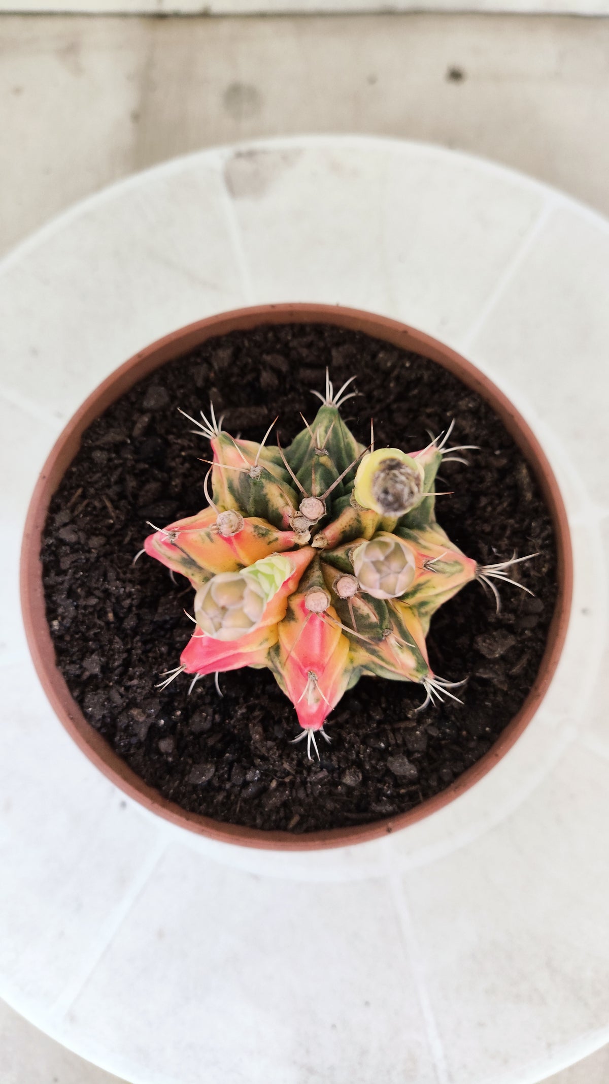 GYMNOCALYCIUM Mihanovichii Variegata Nº 1860 – vaso 11