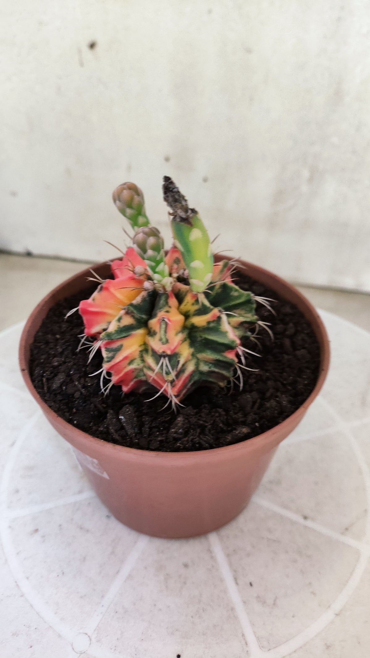 GYMNOCALYCIUM Mihanovichii Variegata Nº 1860 – vaso 11