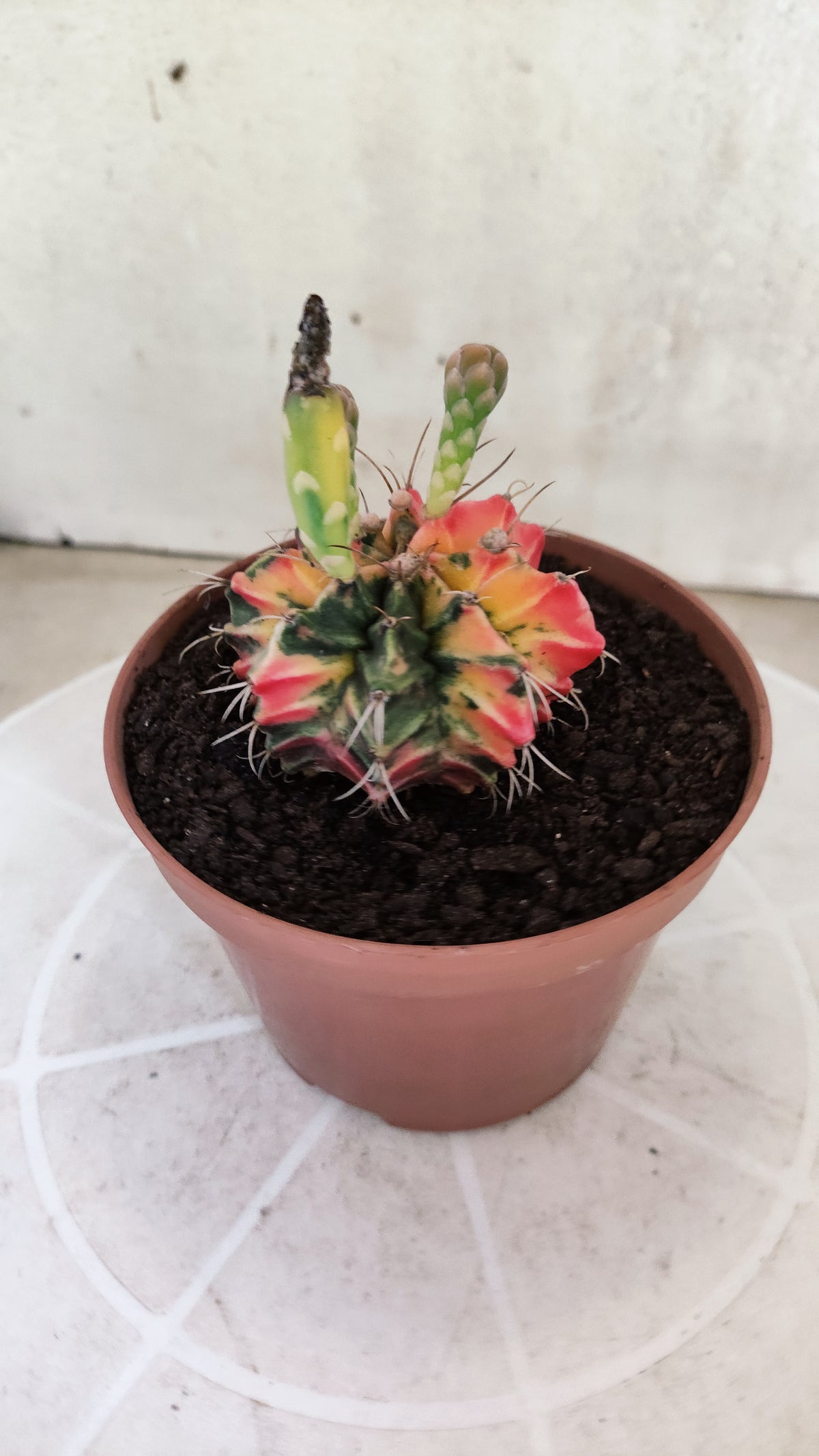 GYMNOCALYCIUM Mihanovichii Variegata Nº 1860 – vaso 11