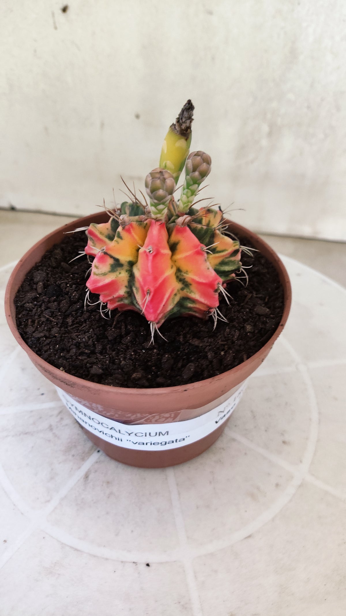 GYMNOCALYCIUM Mihanovichii Variegata Nº 1860 – vaso 11