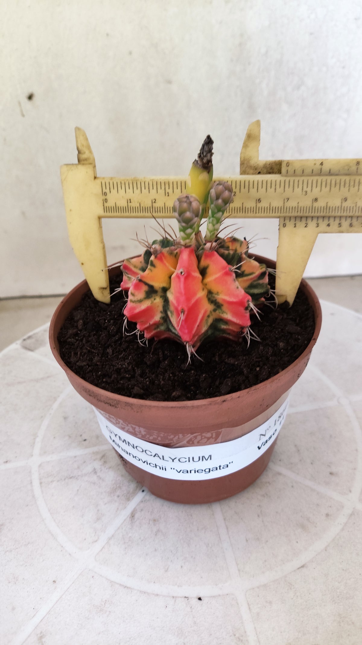 GYMNOCALYCIUM Mihanovichii Variegata Nº 1860 – vaso 11