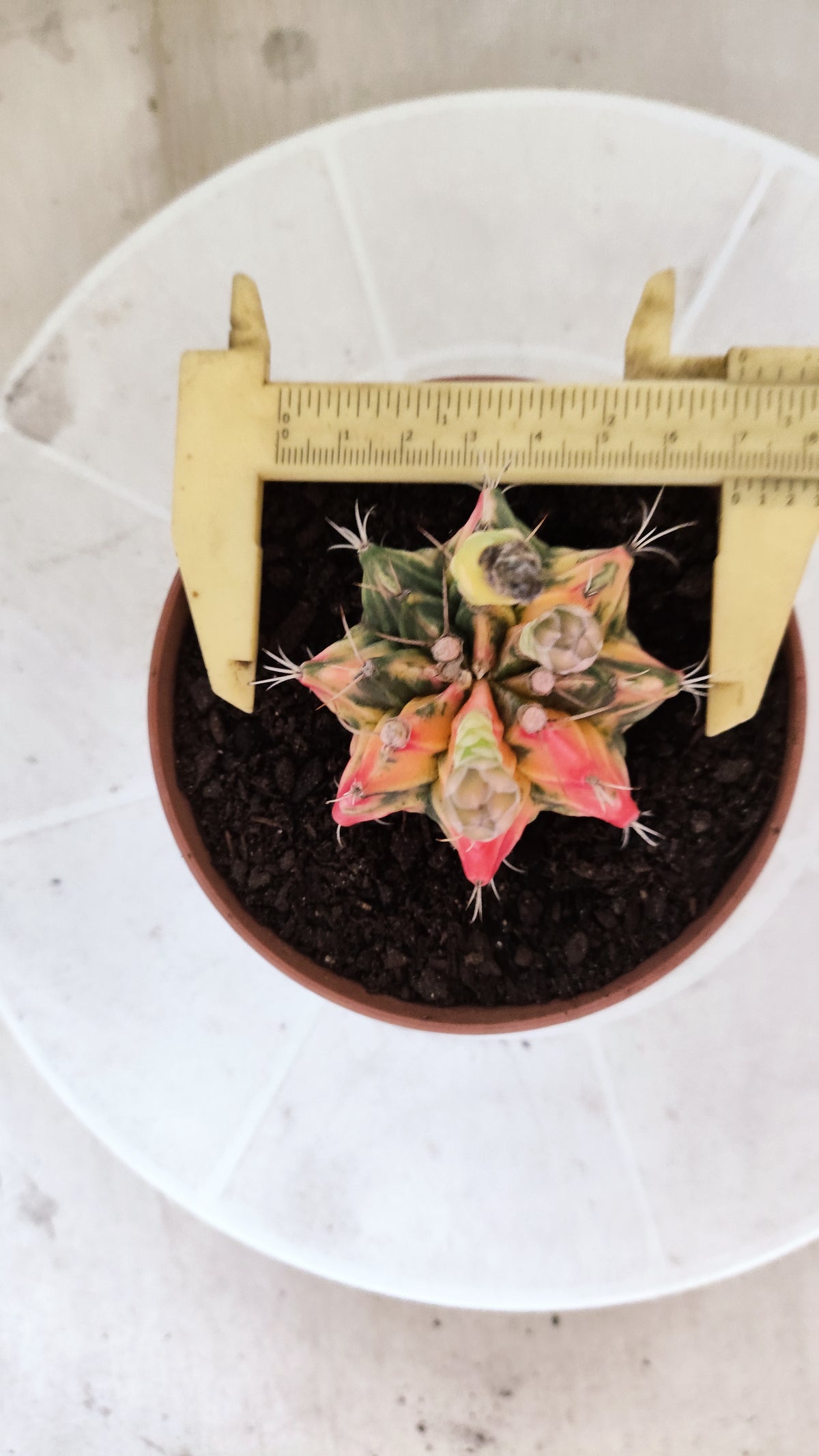 GYMNOCALYCIUM Mihanovichii Variegata Nº 1860 – vaso 11