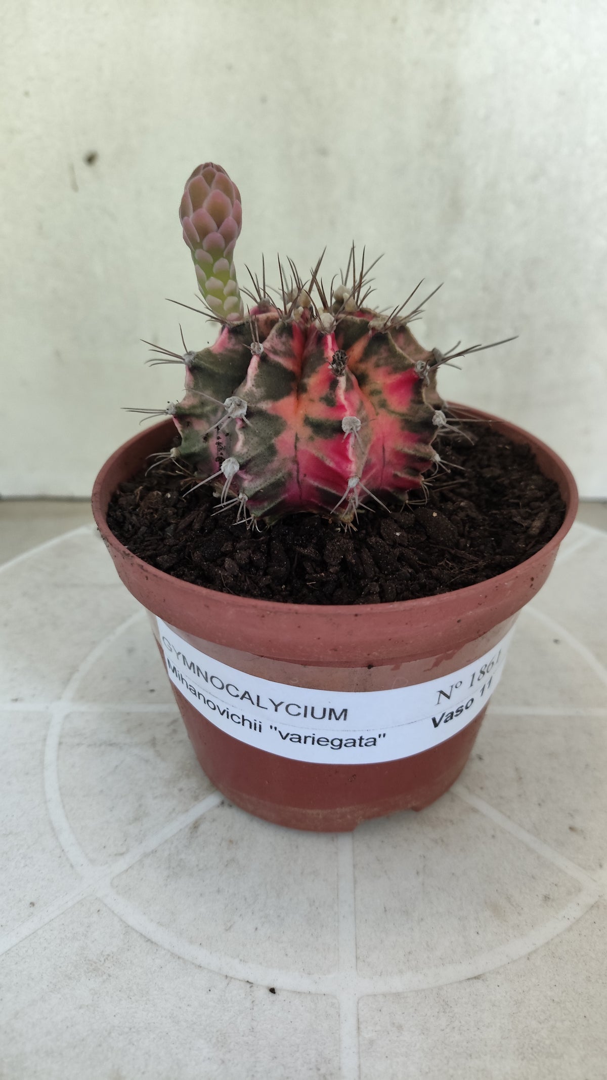 GYMNOCALYCIUM Mihanovichii Variegata Nº 1861 – vaso 11