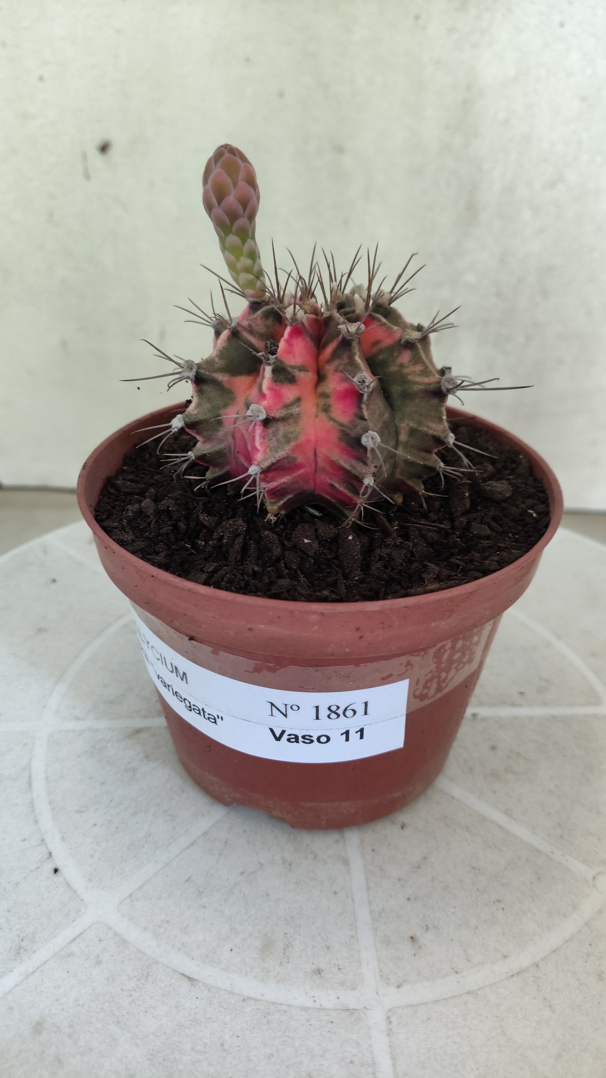 GYMNOCALYCIUM Mihanovichii Variegata Nº 1861 – vaso 11