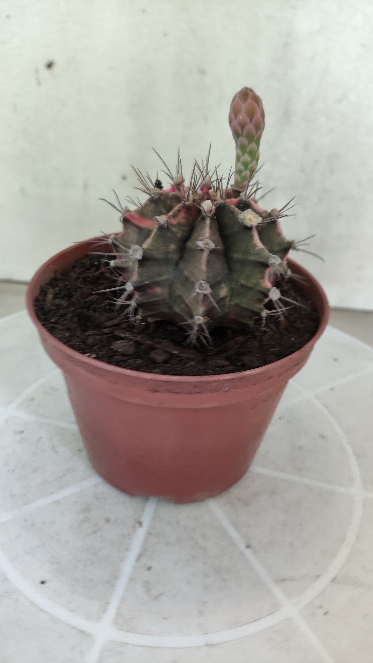 GYMNOCALYCIUM Mihanovichii Variegata Nº 1861 – vaso 11
