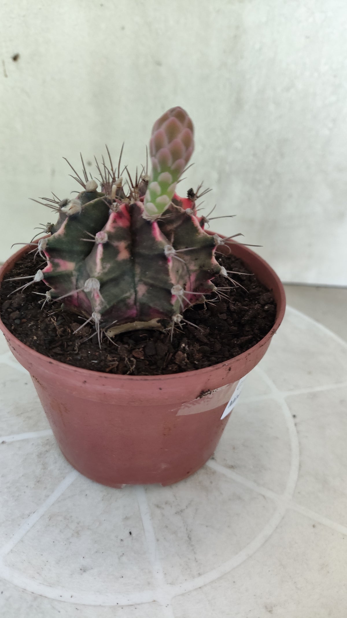 GYMNOCALYCIUM Mihanovichii Variegata Nº 1861 – vaso 11
