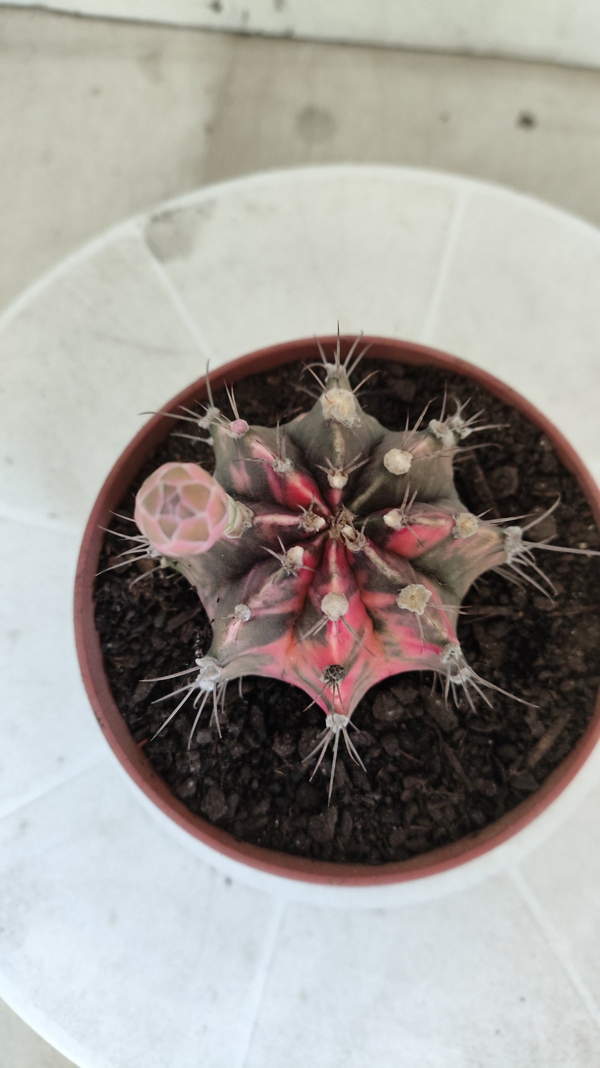 GYMNOCALYCIUM Mihanovichii Variegata Nº 1861 – vaso 11