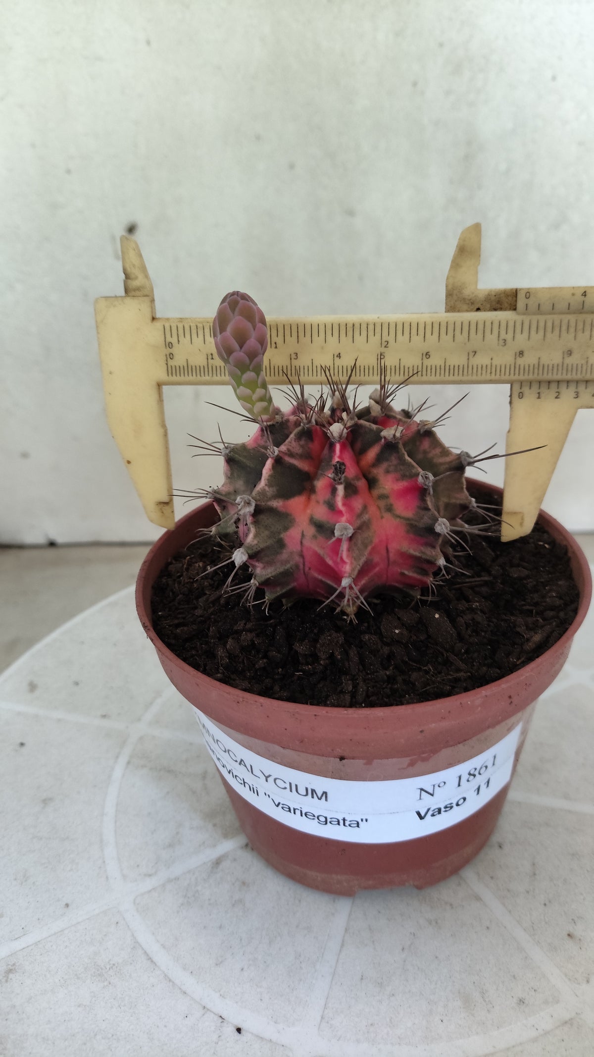 GYMNOCALYCIUM Mihanovichii Variegata Nº 1861 – vaso 11