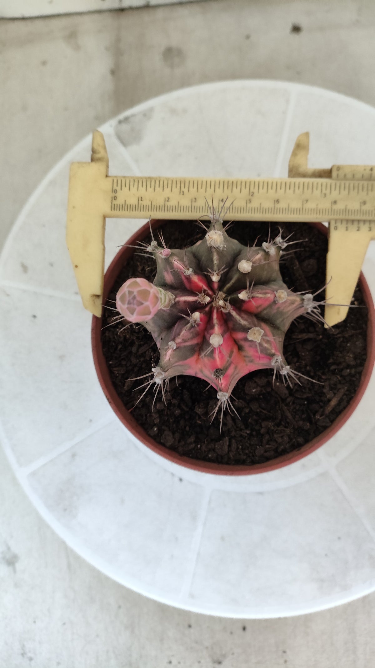 GYMNOCALYCIUM Mihanovichii Variegata Nº 1861 – vaso 11
