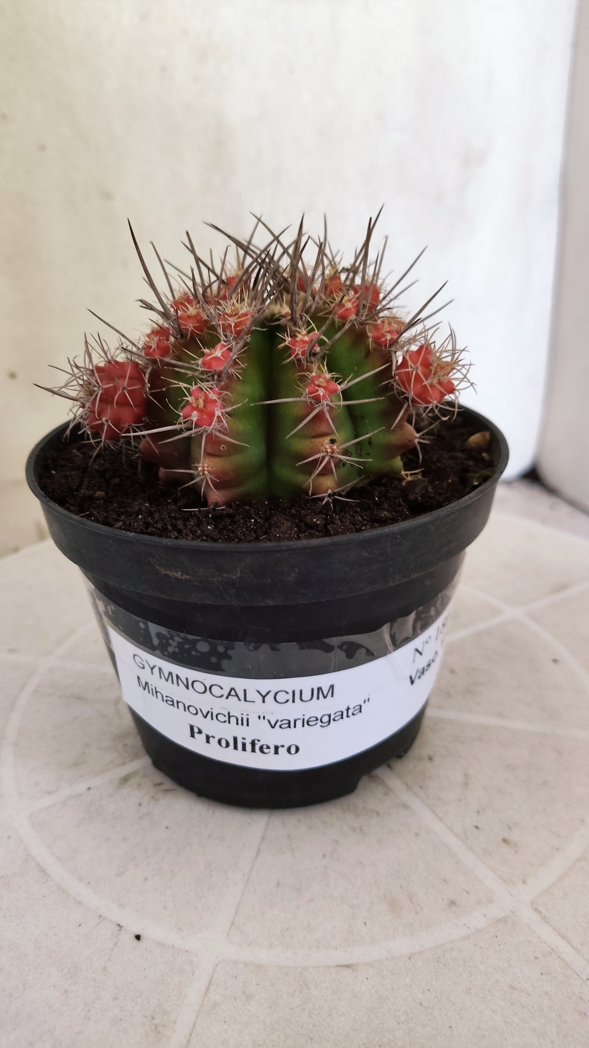 GYMNOCALYCIUM Mihanovichii Variegata "Prolifero" Nº 1862 – vaso 11
