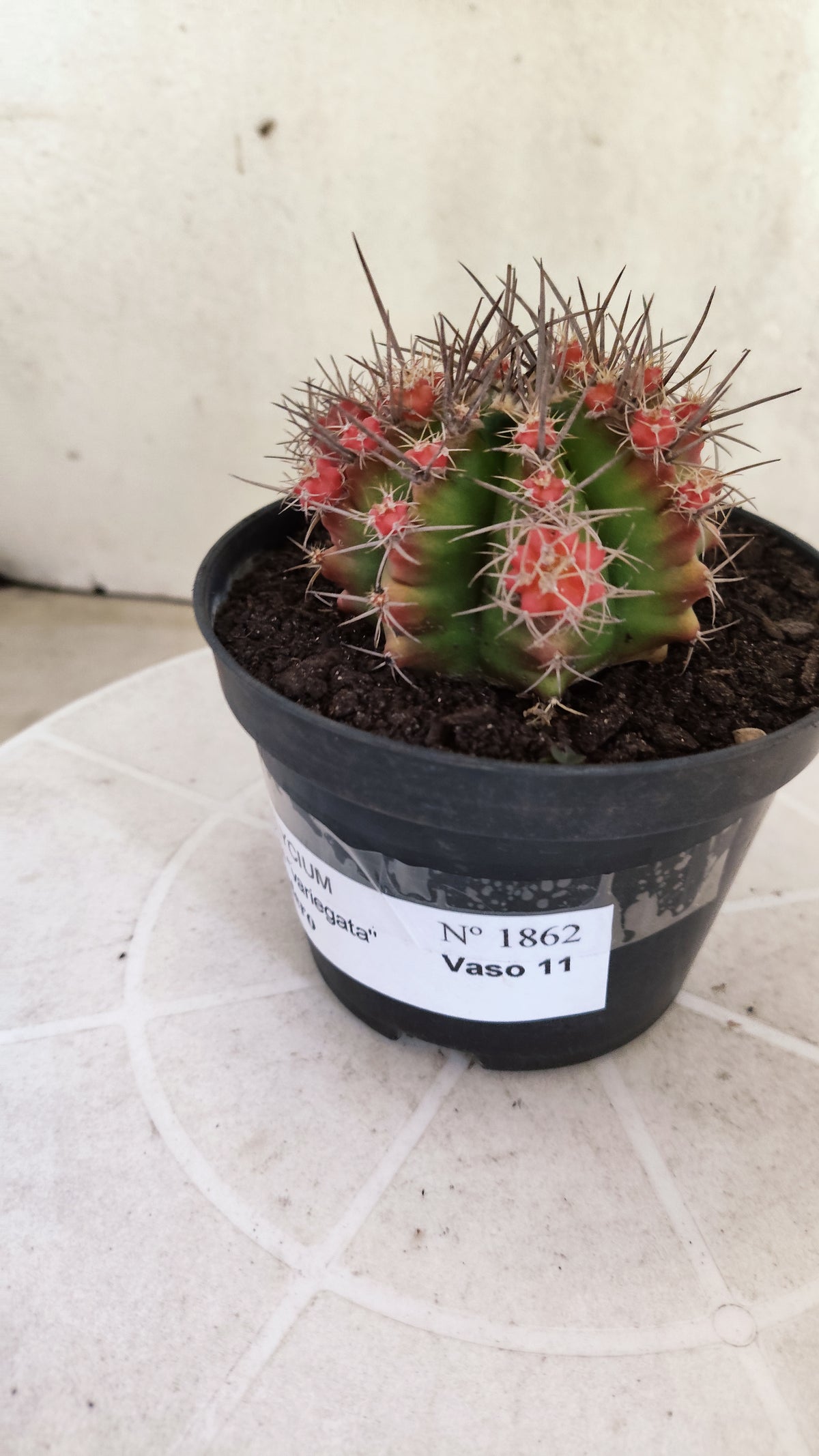 GYMNOCALYCIUM Mihanovichii Variegata "Prolifero" Nº 1862 – vaso 11
