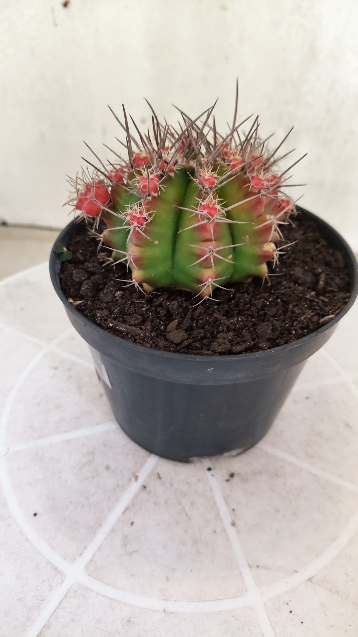 GYMNOCALYCIUM Mihanovichii Variegata "Prolifero" Nº 1862 – vaso 11