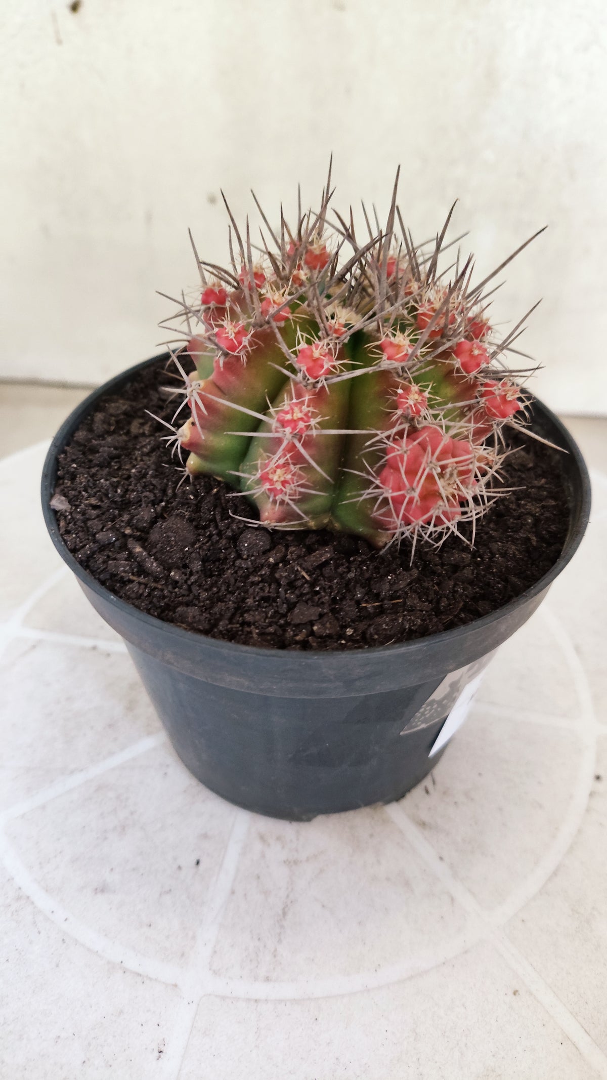 GYMNOCALYCIUM Mihanovichii Variegata "Prolifero" Nº 1862 – vaso 11