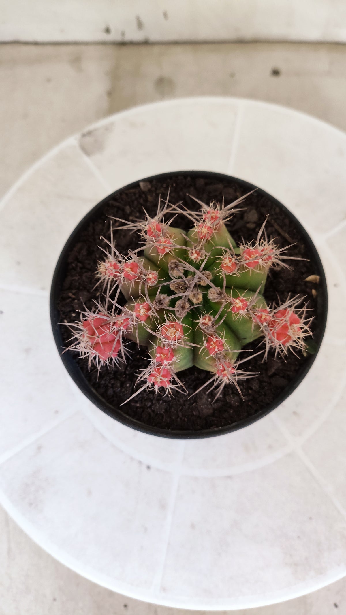 GYMNOCALYCIUM Mihanovichii Variegata "Prolifero" Nº 1862 – vaso 11