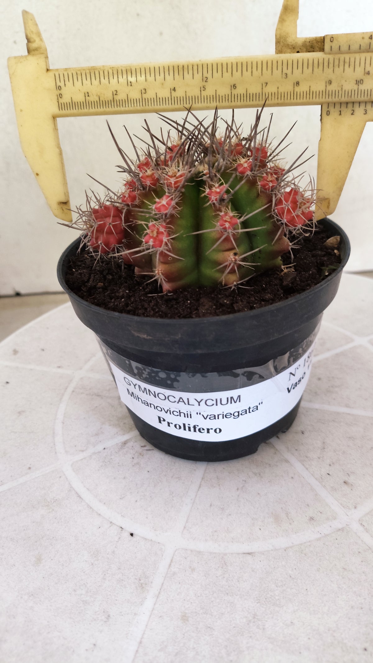 GYMNOCALYCIUM Mihanovichii Variegata "Prolifero" Nº 1862 – vaso 11
