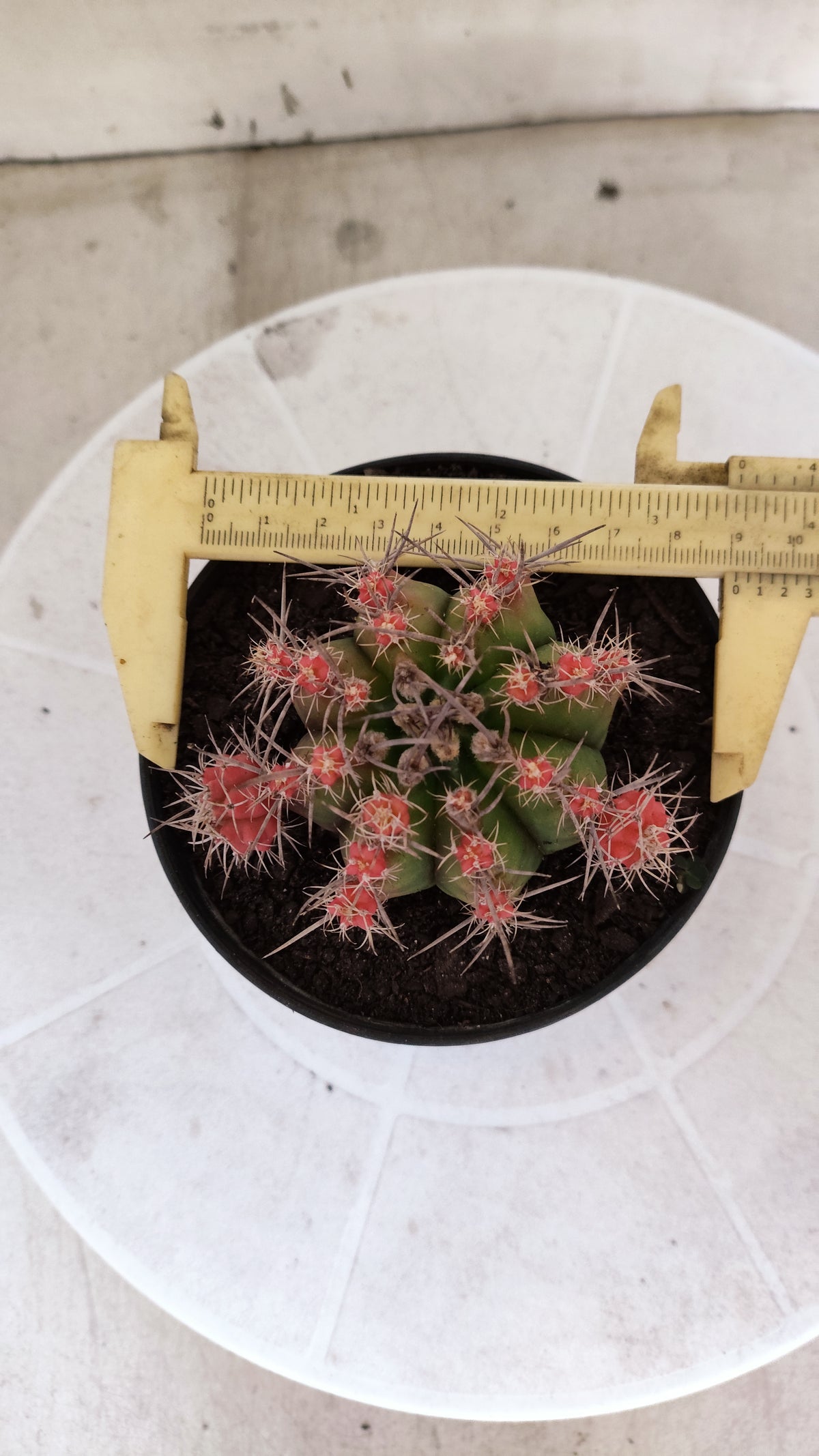 GYMNOCALYCIUM Mihanovichii Variegata "Prolifero" Nº 1862 – vaso 11