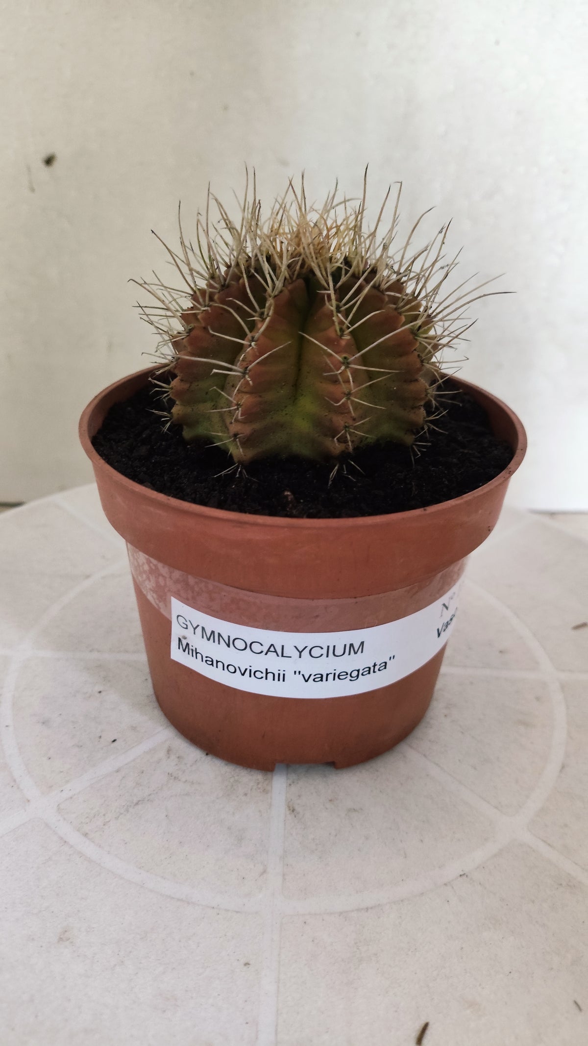 GYMNOCALYCIUM Mihanovichii Variegata Nº 1508 – vaso 11