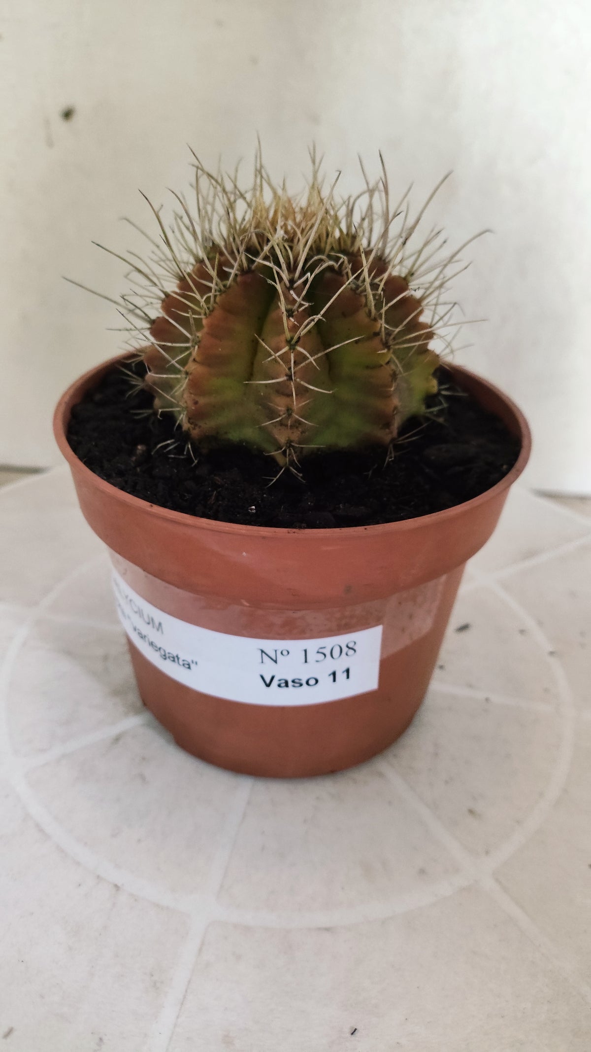 GYMNOCALYCIUM Mihanovichii Variegata Nº 1508 – vaso 11