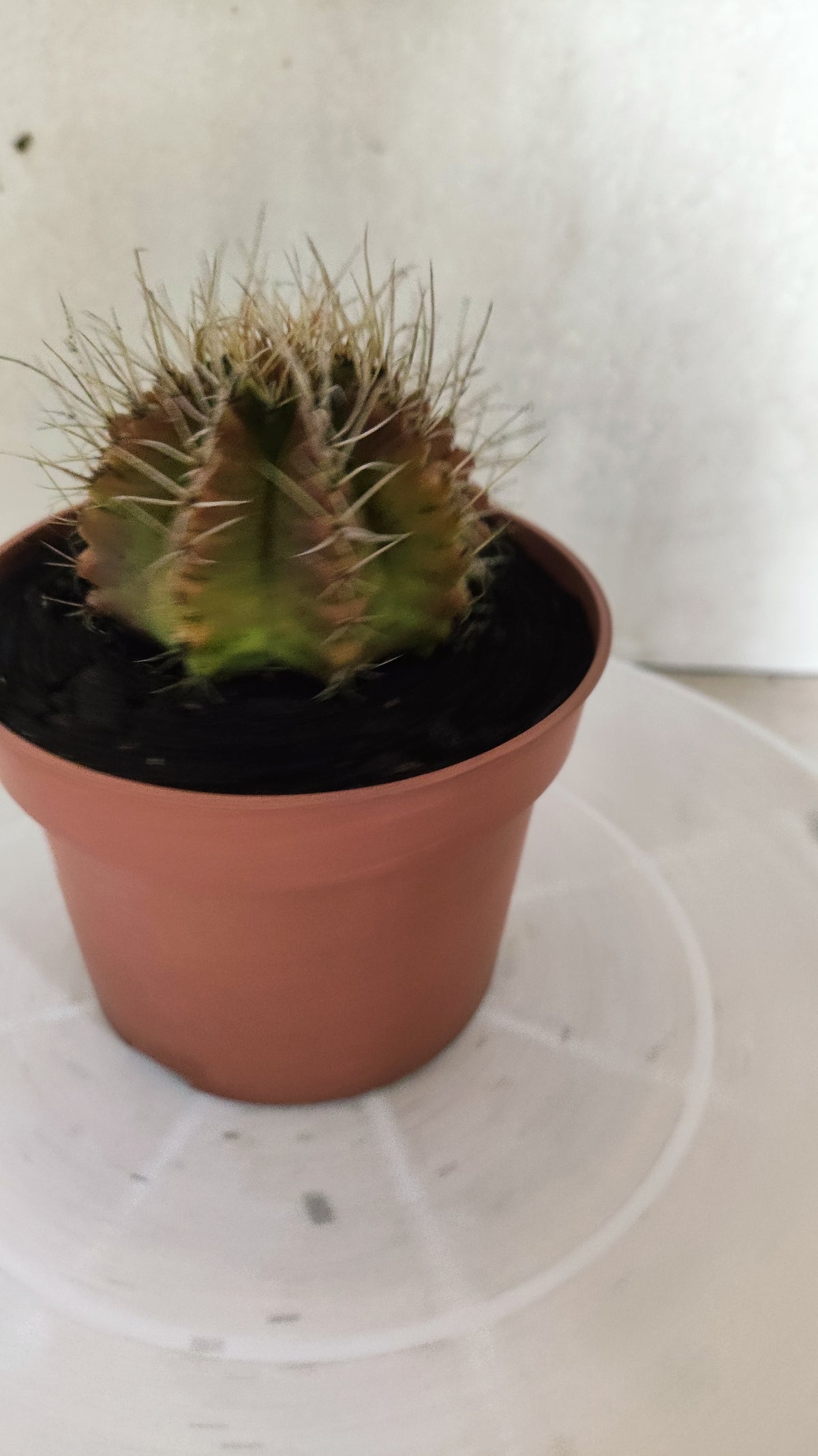 GYMNOCALYCIUM Mihanovichii Variegata Nº 1508 – vaso 11