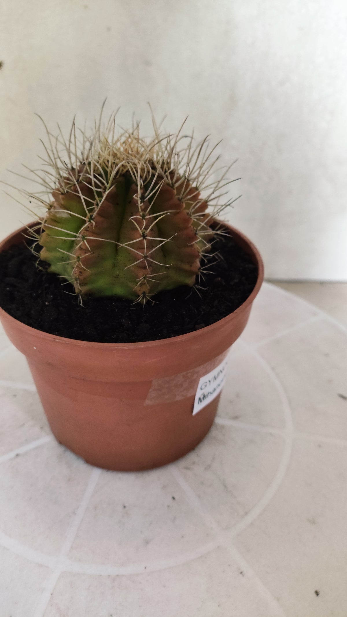 GYMNOCALYCIUM Mihanovichii Variegata Nº 1508 – vaso 11