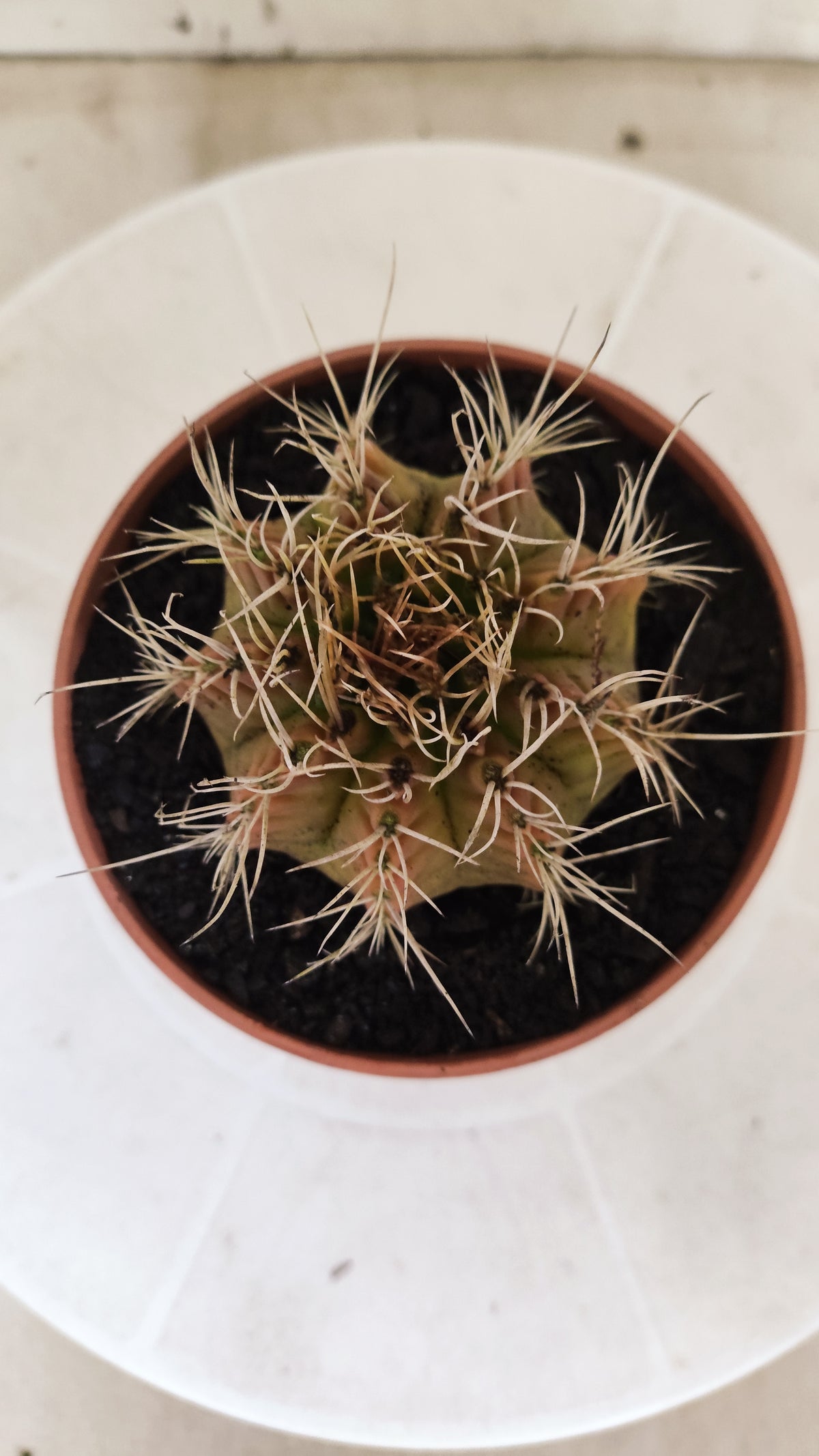 GYMNOCALYCIUM Mihanovichii Variegata Nº 1508 – vaso 11