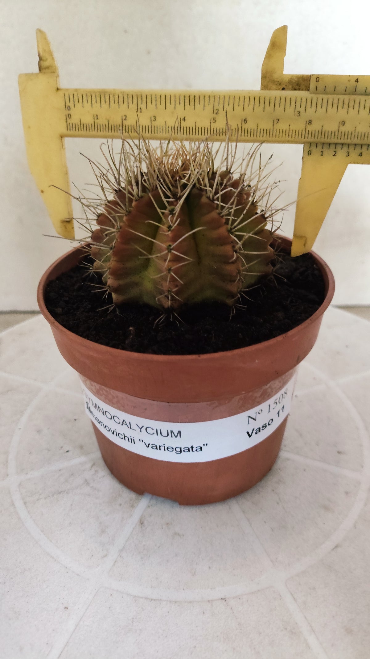 GYMNOCALYCIUM Mihanovichii Variegata Nº 1508 – vaso 11