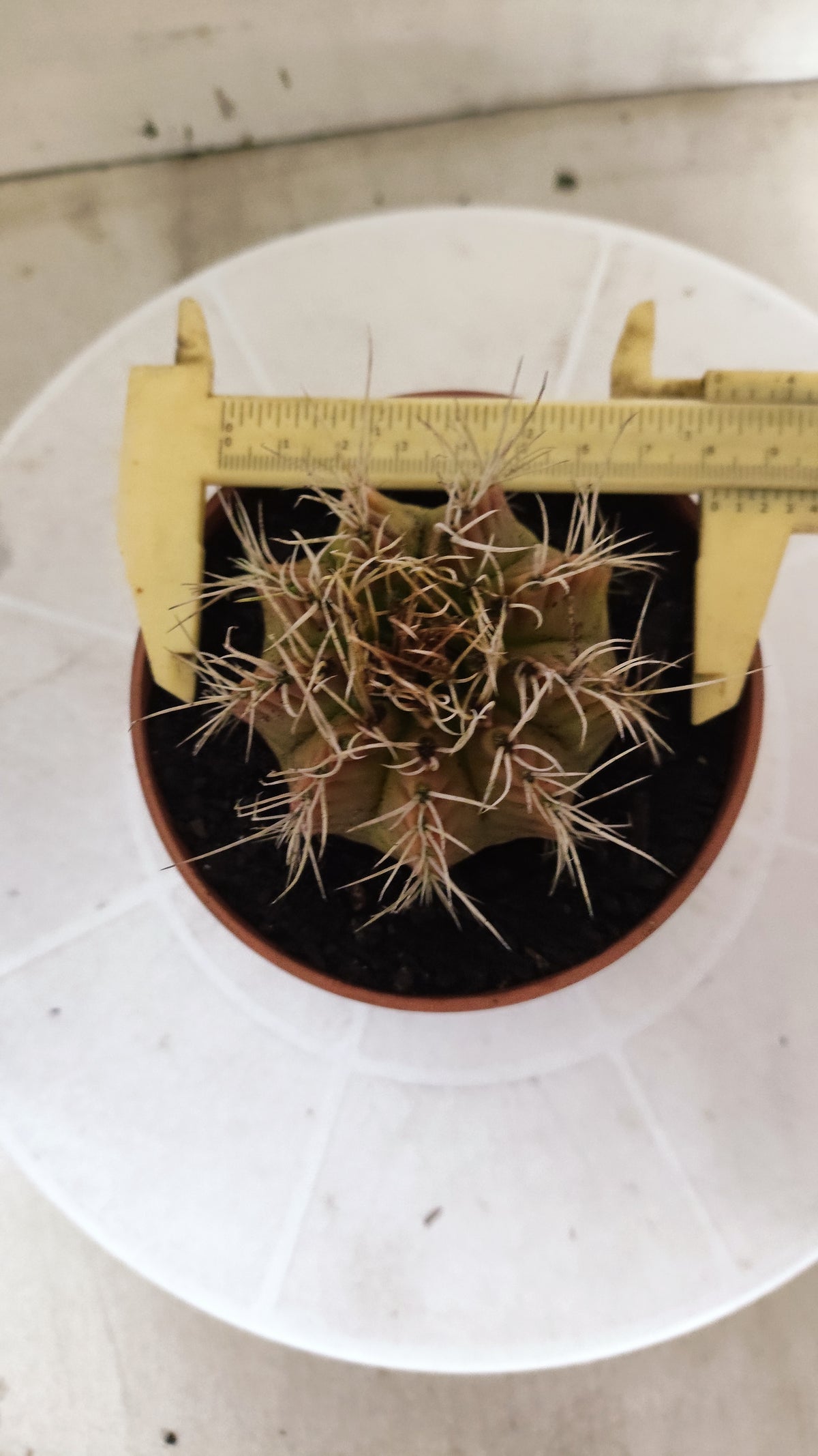 GYMNOCALYCIUM Mihanovichii Variegata Nº 1508 – vaso 11