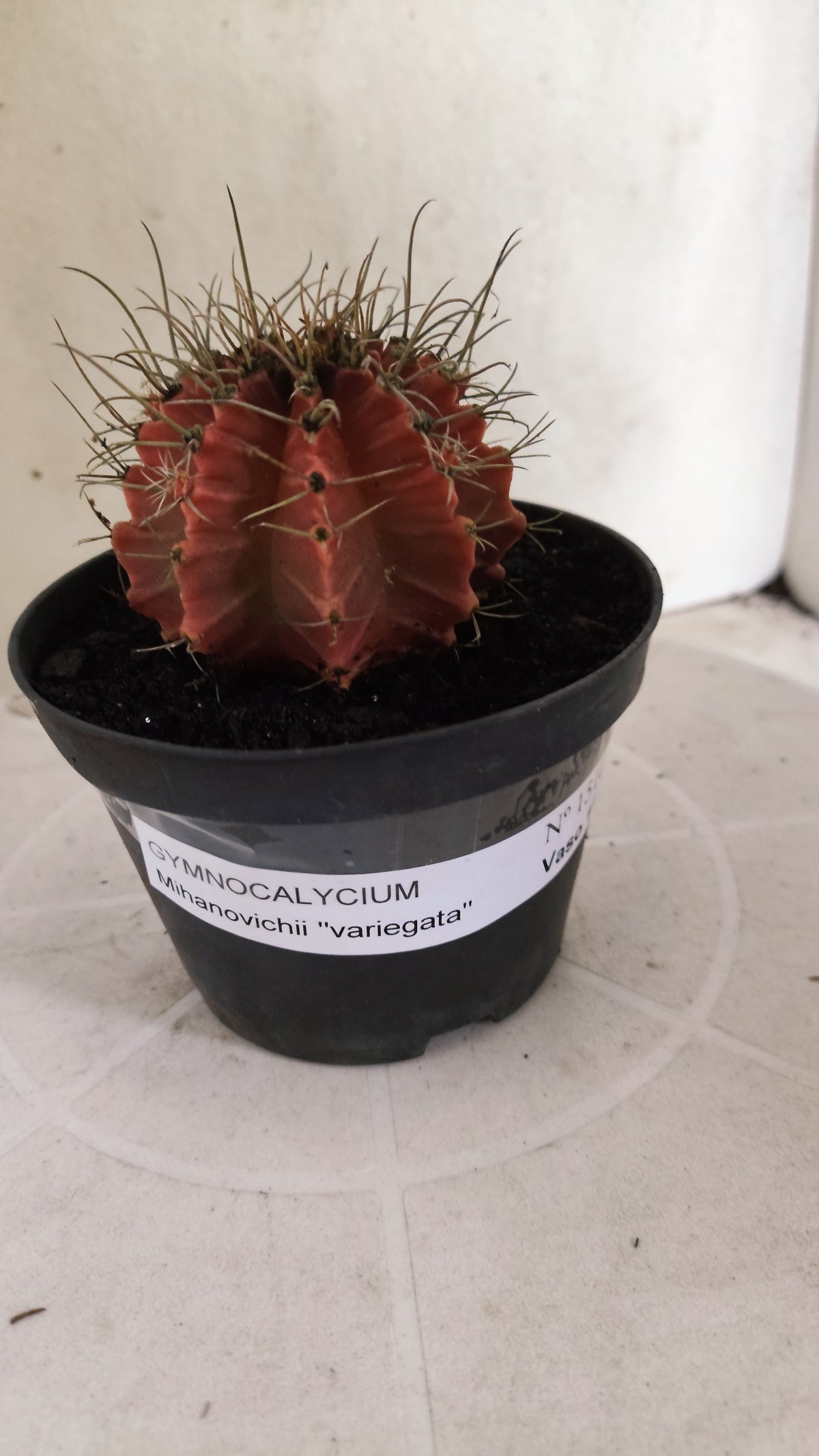 GYMNOCALYCIUM Mihanovichii Variegata Nº 1510 – vaso 11