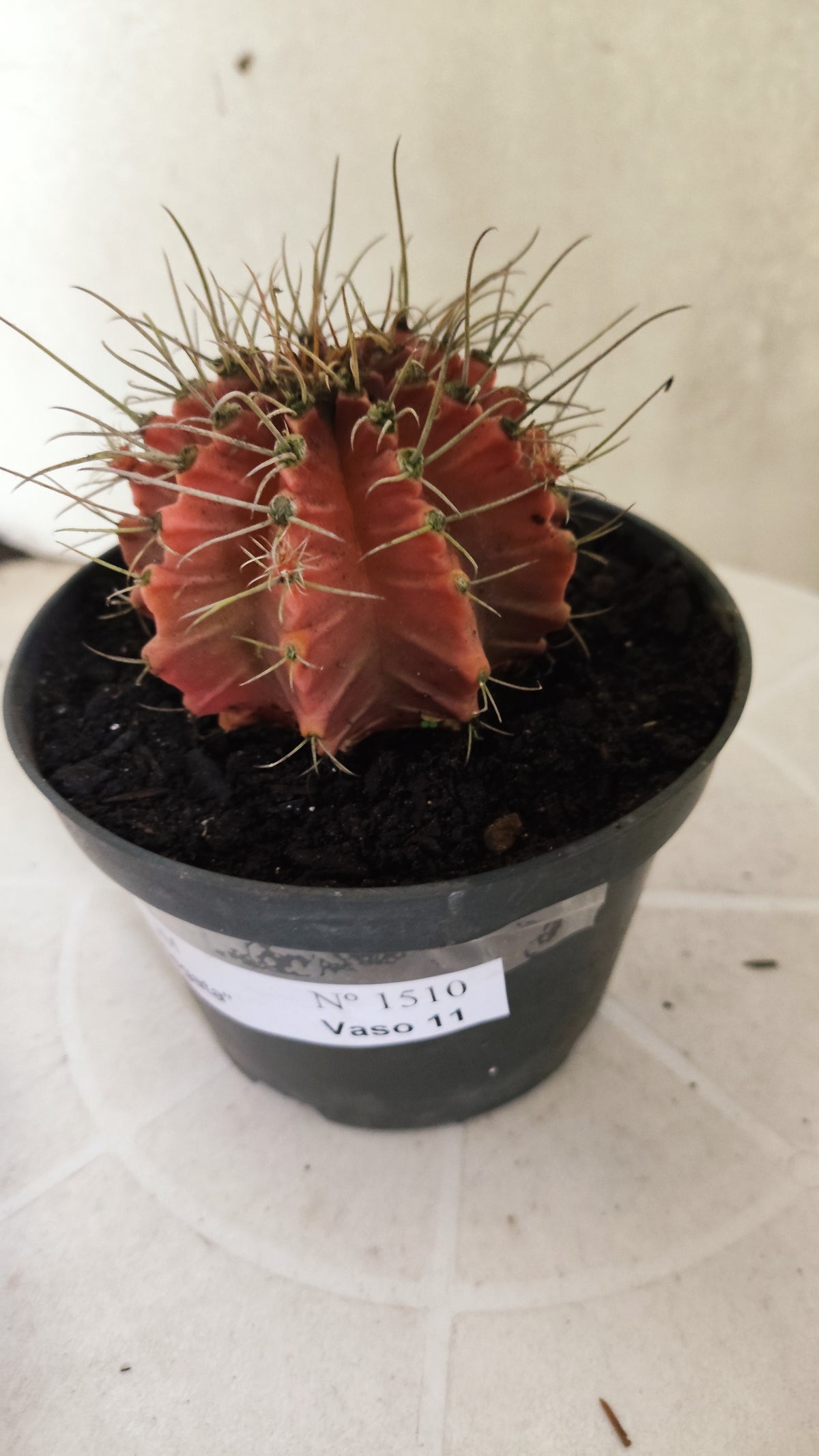 GYMNOCALYCIUM Mihanovichii Variegata Nº 1510 – vaso 11