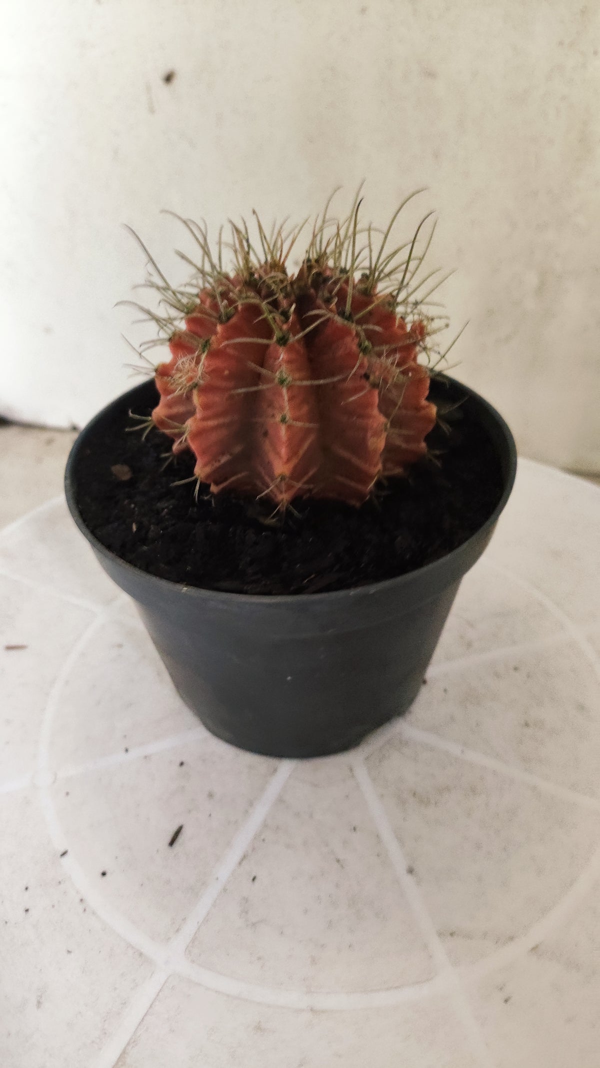 GYMNOCALYCIUM Mihanovichii Variegata Nº 1510 – vaso 11