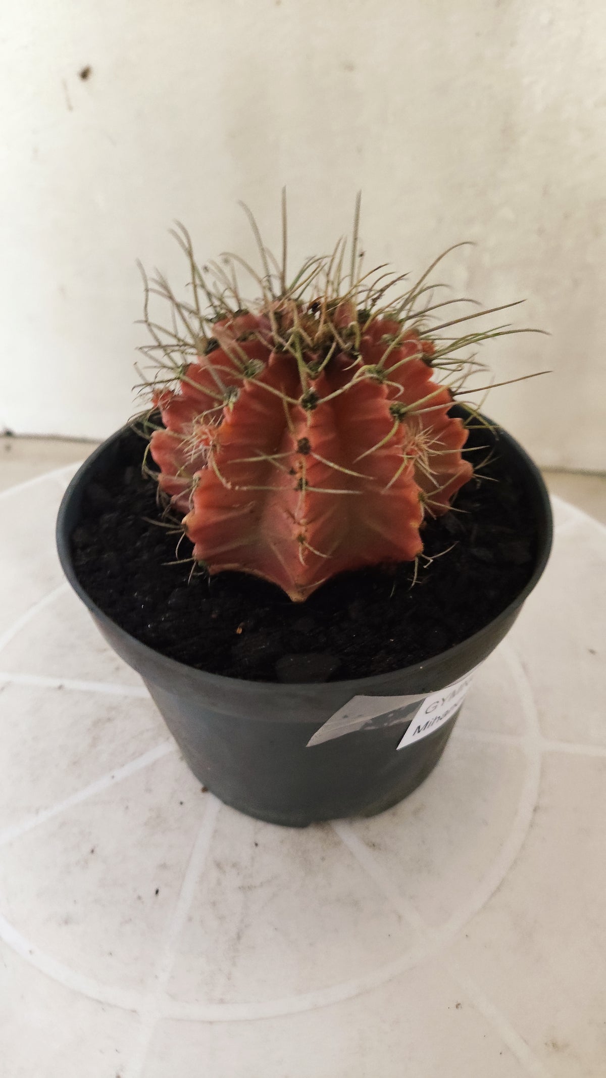 GYMNOCALYCIUM Mihanovichii Variegata Nº 1510 – vaso 11