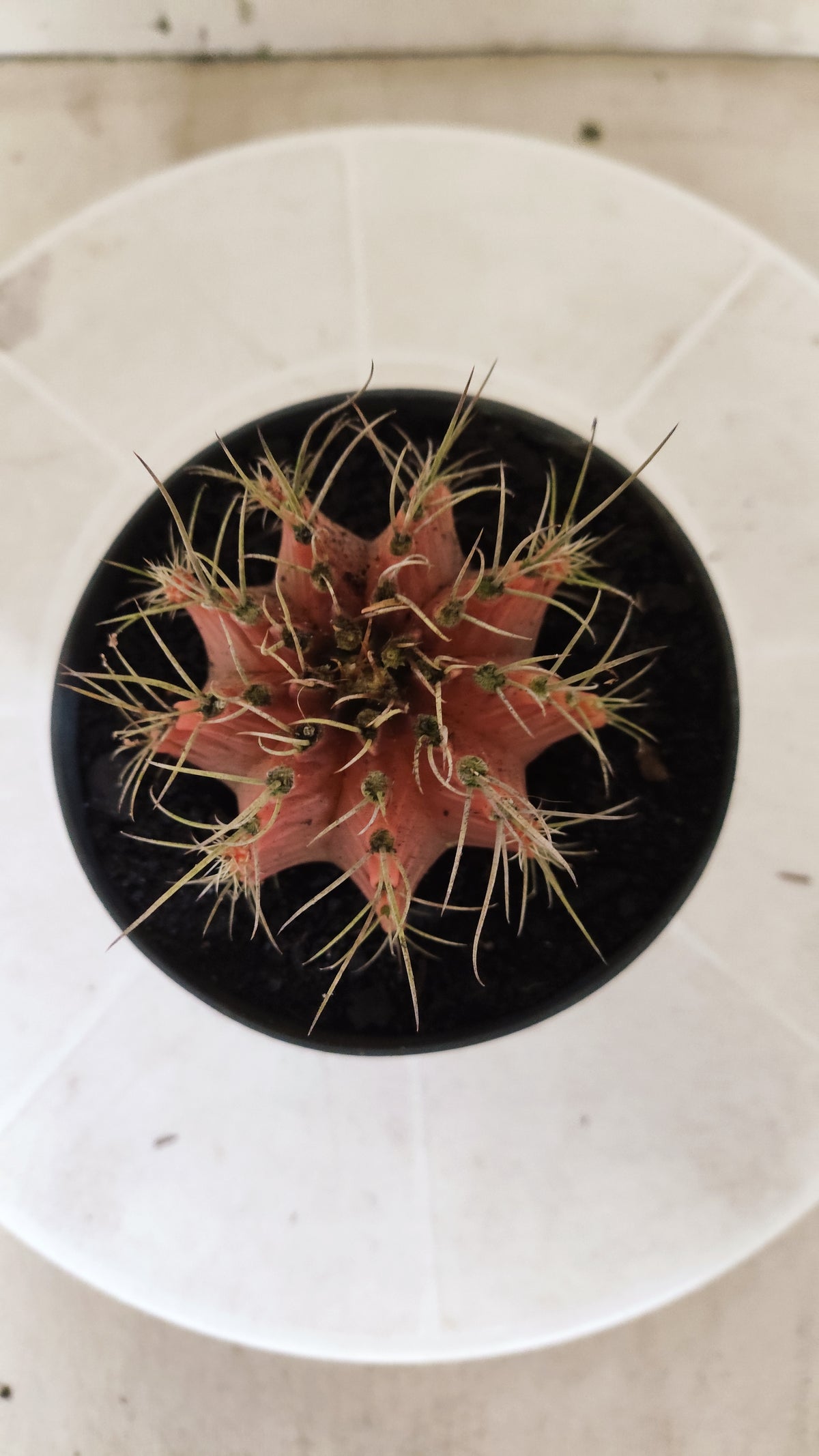 GYMNOCALYCIUM Mihanovichii Variegata Nº 1510 – vaso 11
