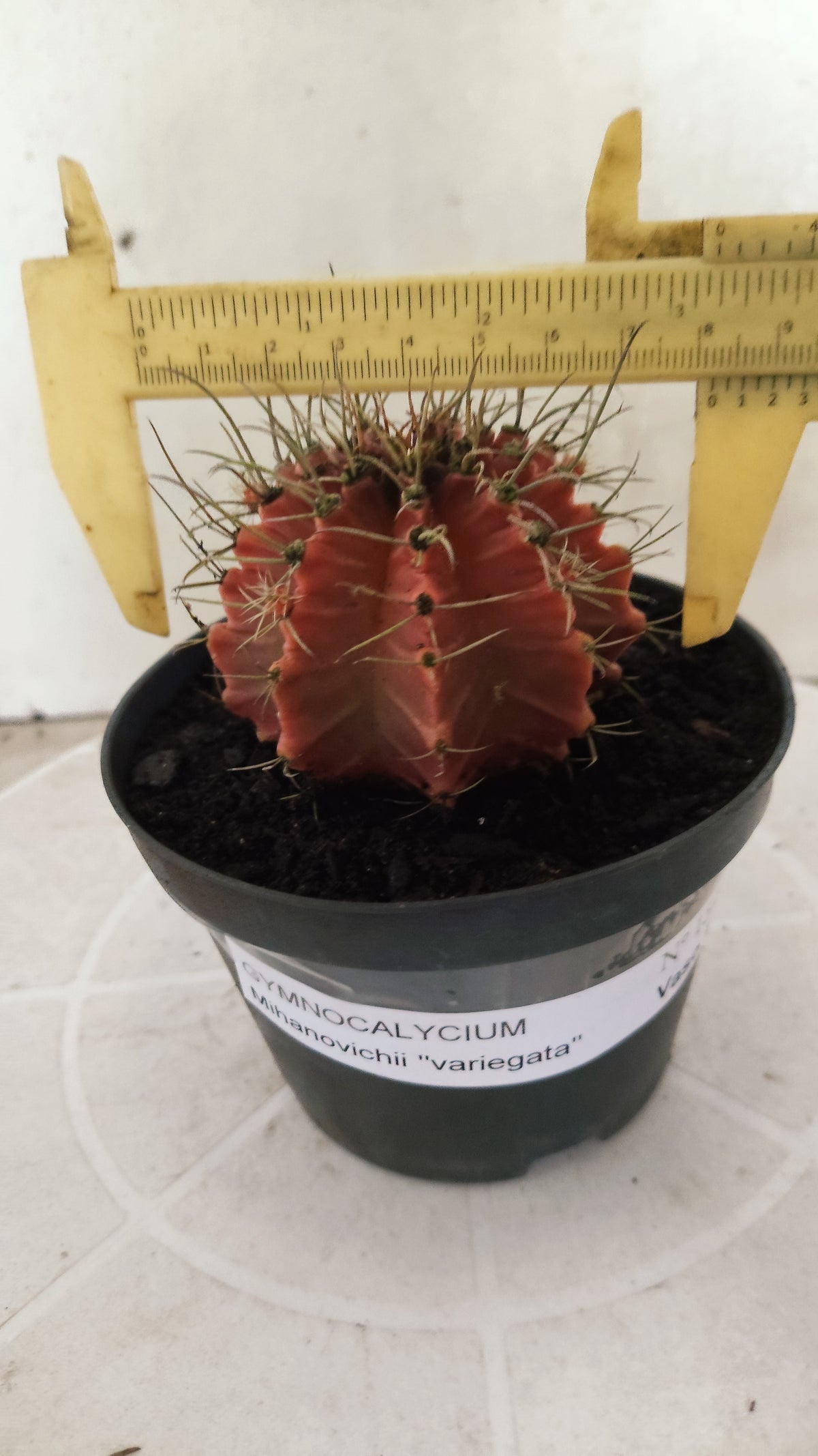 GYMNOCALYCIUM Mihanovichii Variegata Nº 1510 – vaso 11