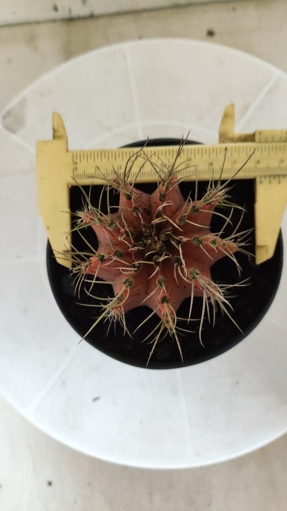 GYMNOCALYCIUM Mihanovichii Variegata Nº 1510 – vaso 11