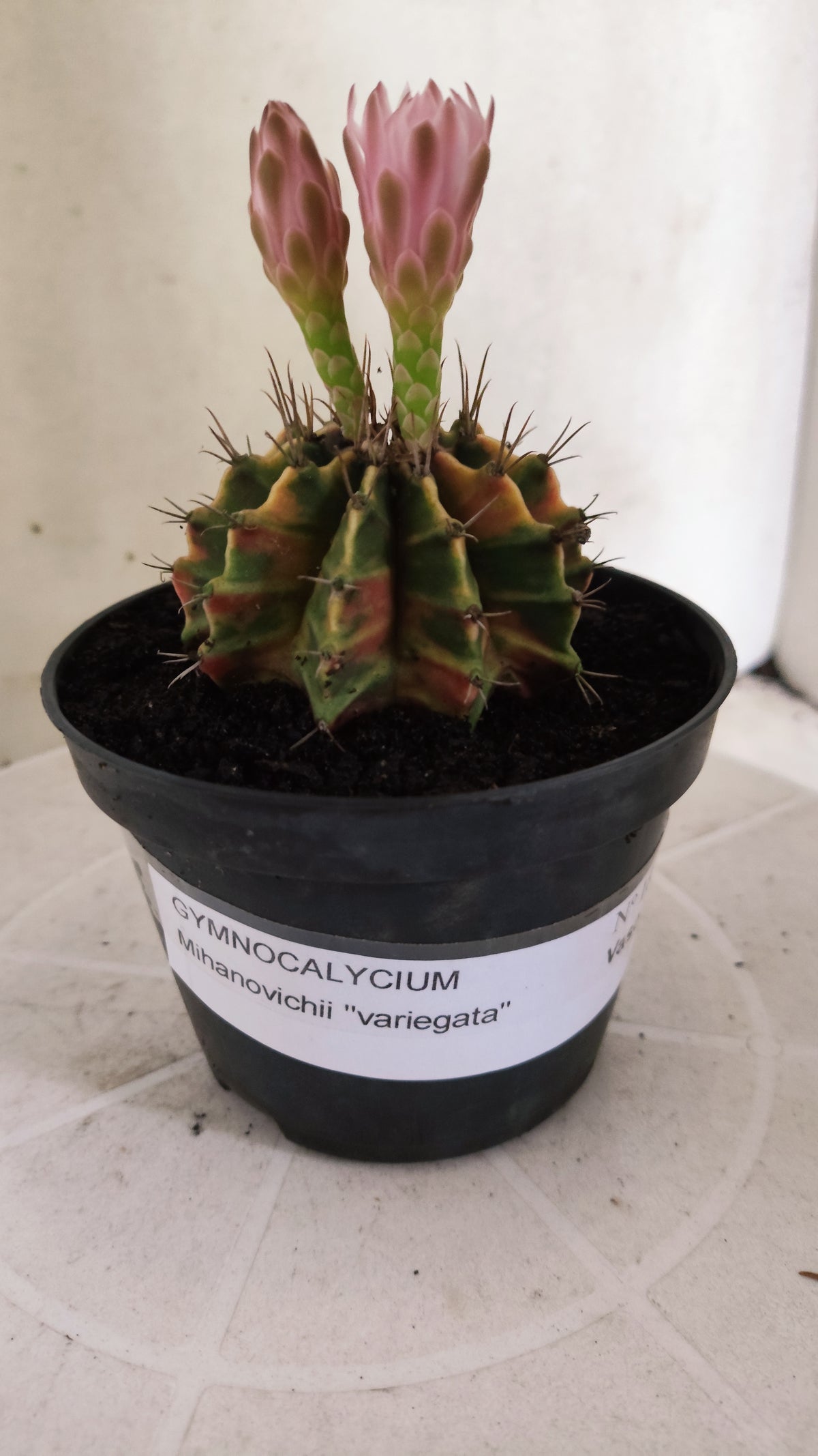 GYMNOCALYCIUM Mihanovichii Variegata Nº 1820 – vaso 11
