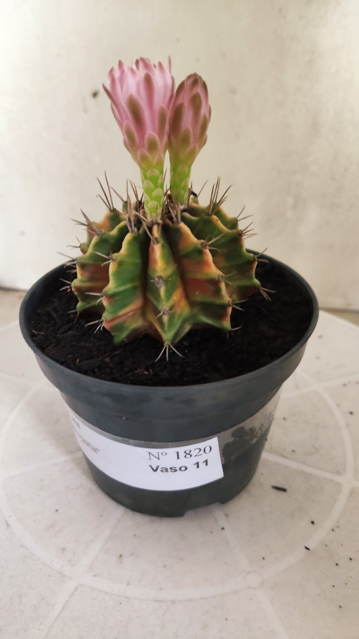 GYMNOCALYCIUM Mihanovichii Variegata Nº 1820 – vaso 11