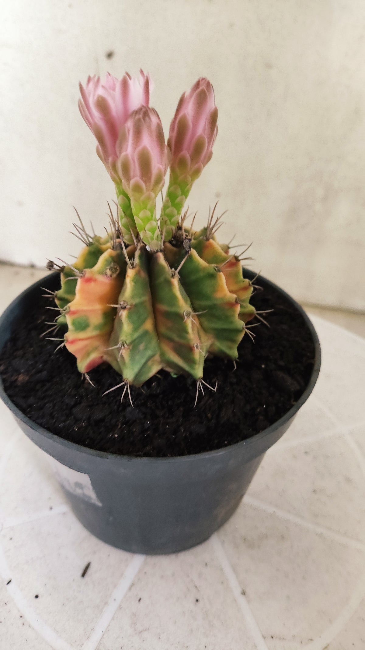 GYMNOCALYCIUM Mihanovichii Variegata Nº 1820 – vaso 11