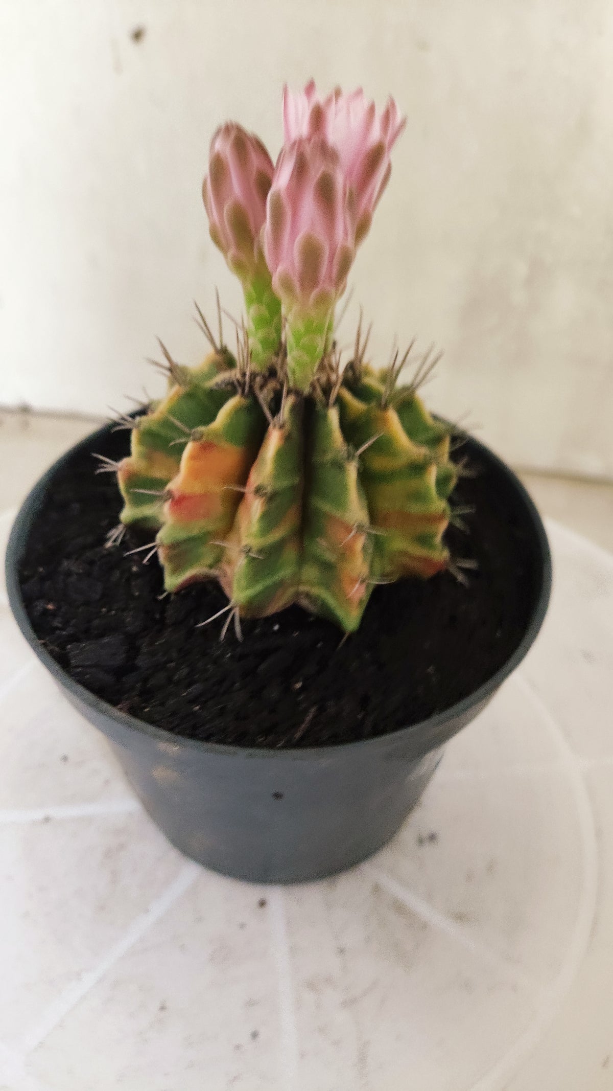 GYMNOCALYCIUM Mihanovichii Variegata Nº 1820 – vaso 11