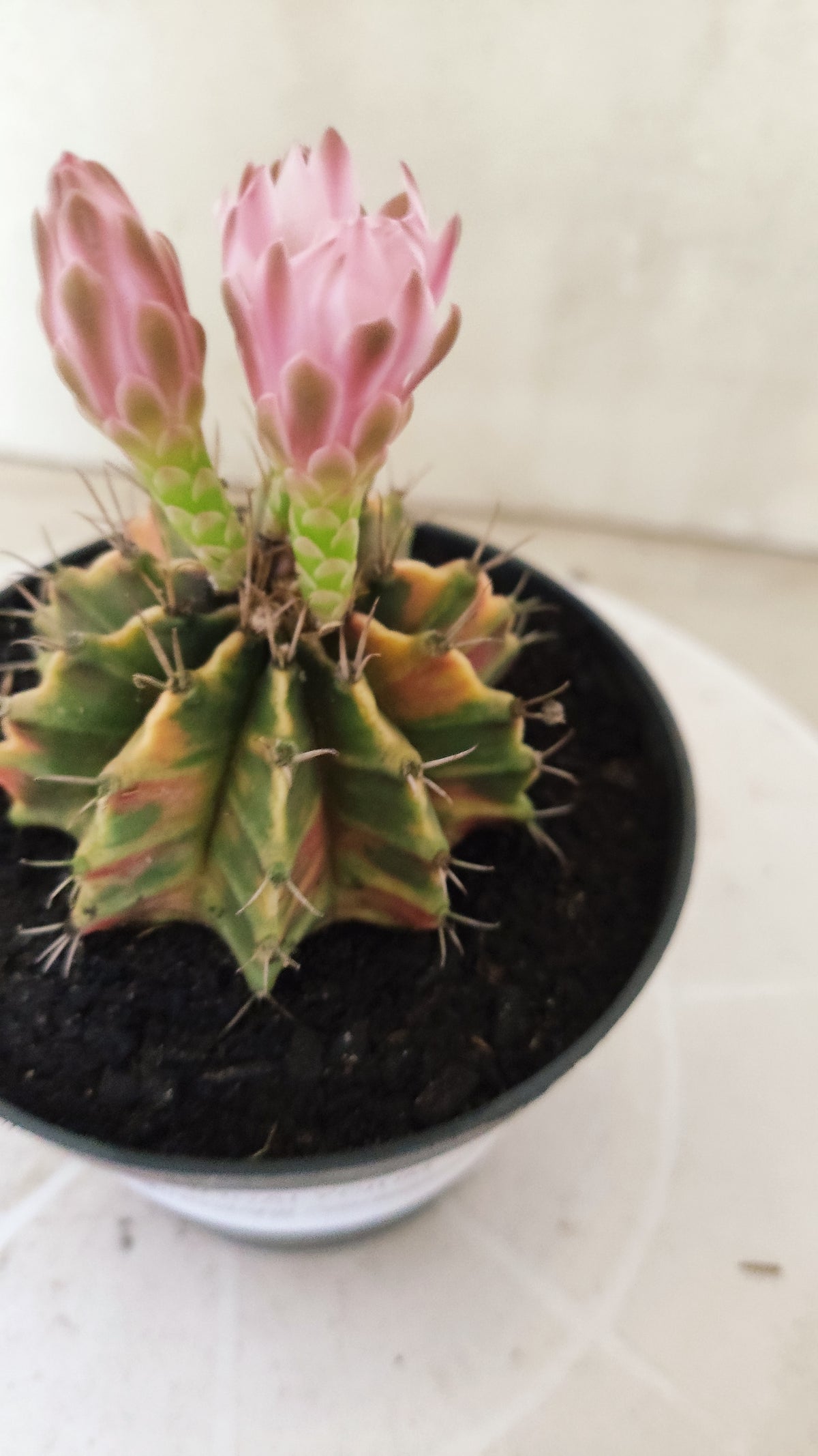GYMNOCALYCIUM Mihanovichii Variegata Nº 1820 – vaso 11