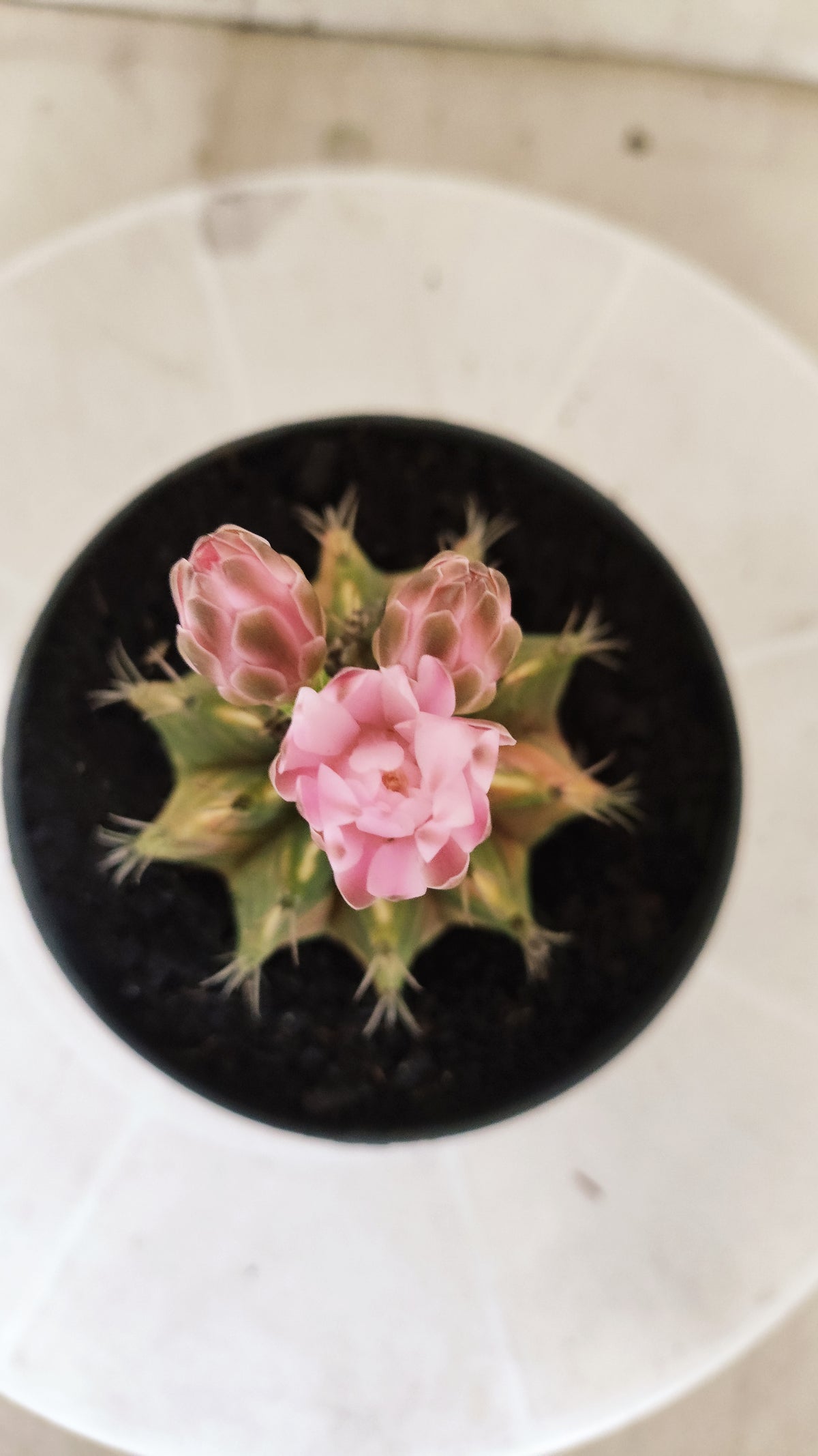 GYMNOCALYCIUM Mihanovichii Variegata Nº 1820 – vaso 11