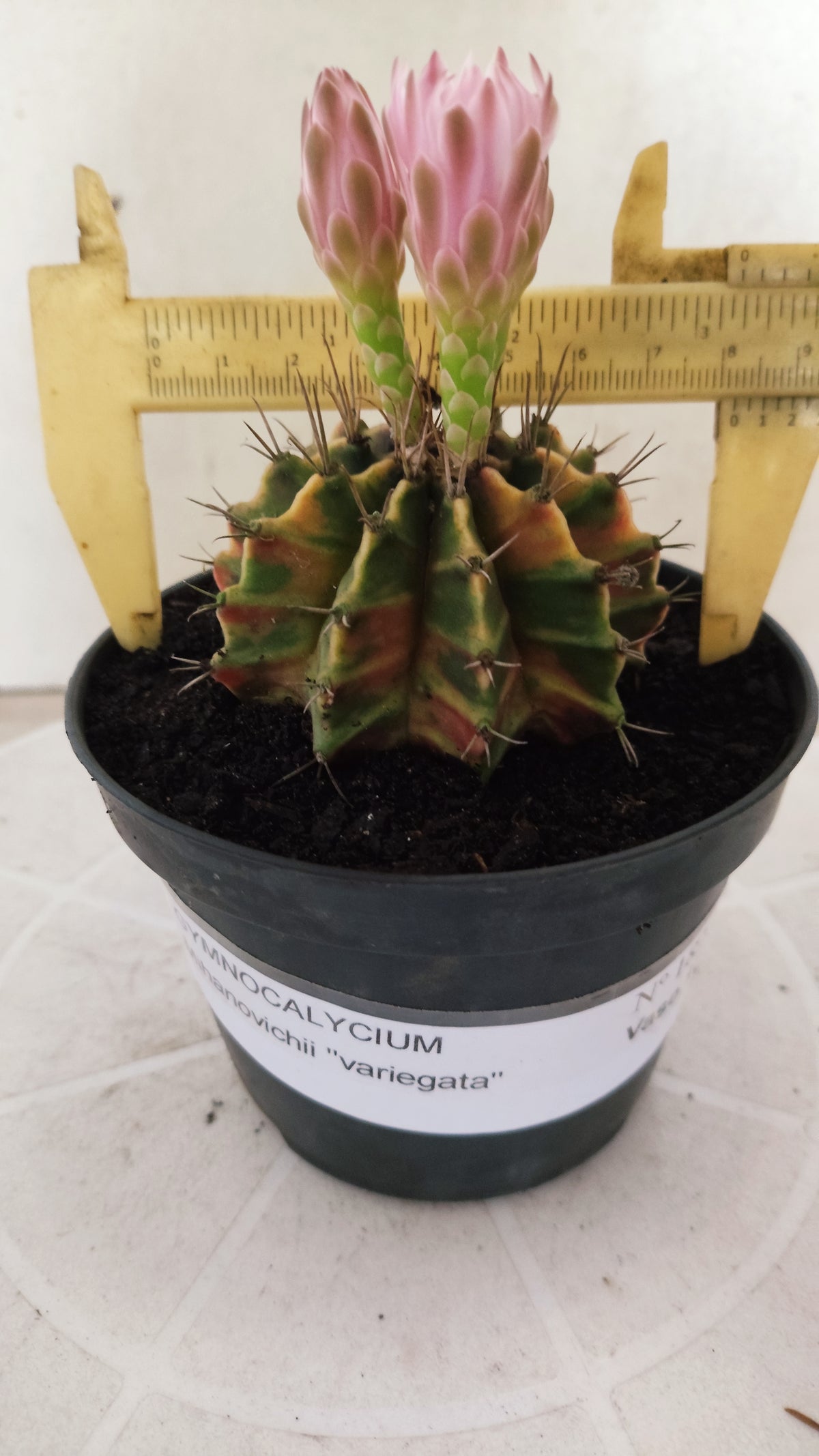 GYMNOCALYCIUM Mihanovichii Variegata Nº 1820 – vaso 11
