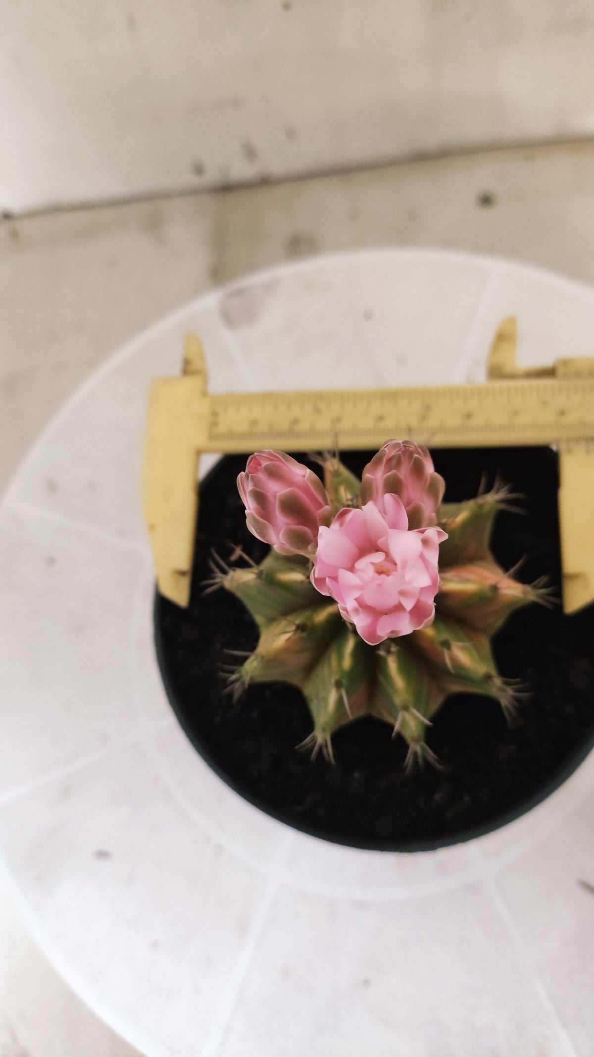 GYMNOCALYCIUM Mihanovichii Variegata Nº 1820 – vaso 11