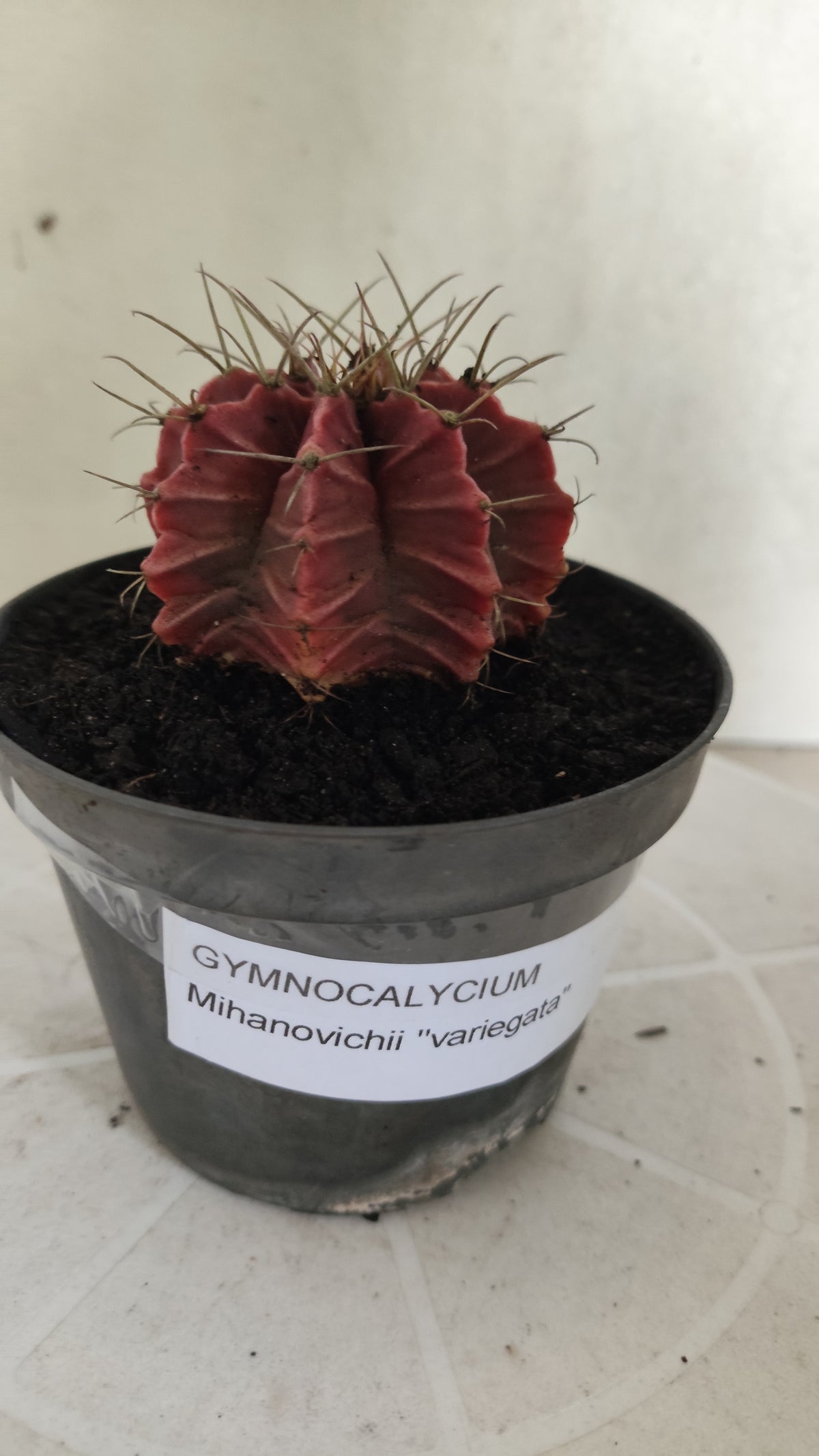 GYMNOCALYCIUM Mihanovichii Variegata Nº 1821 – vaso 11